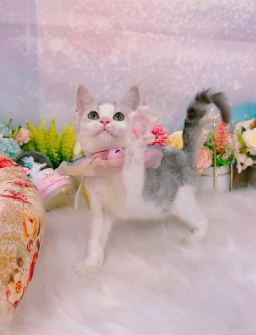 星光貓舍／銀白賓士非標準曼赤肯