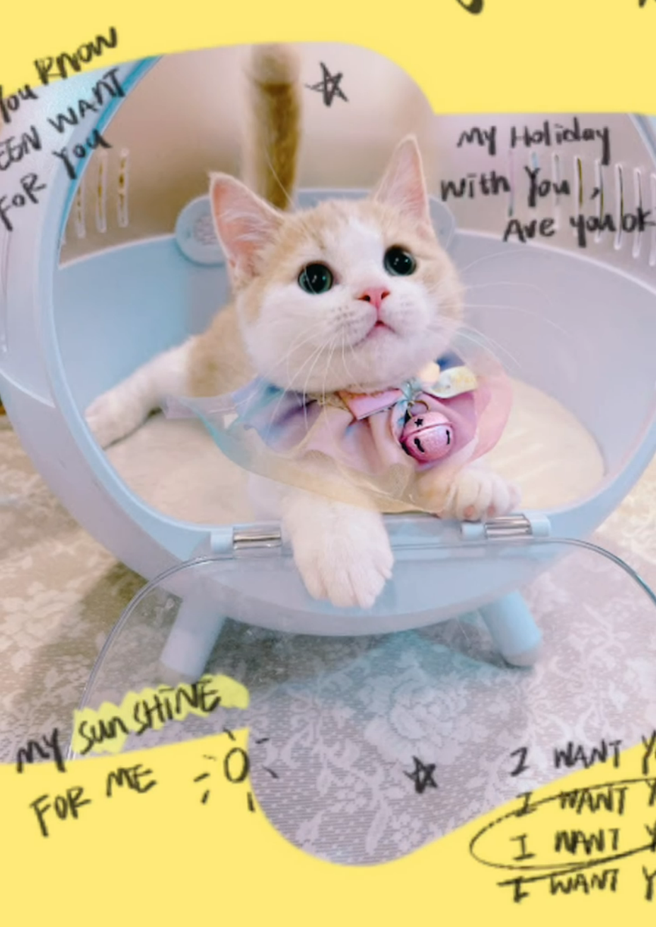 星光貓舍／奶油白色曼赤肯