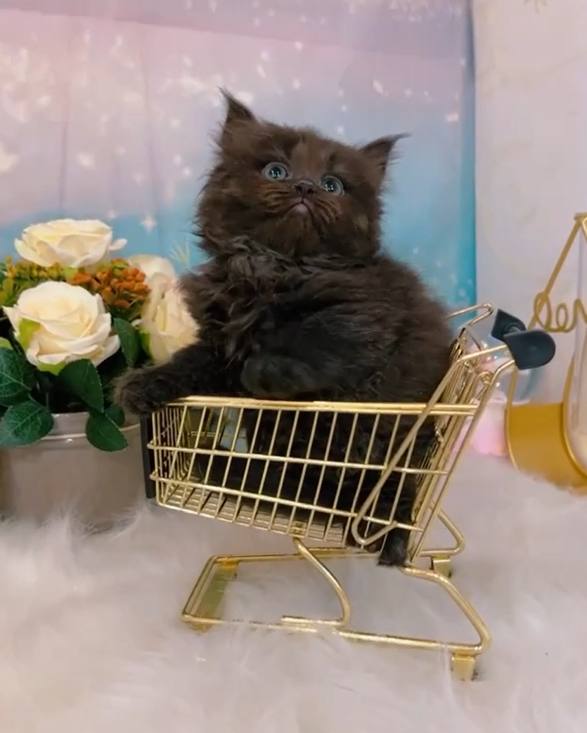 星光貓舍／黑色英國長毛貓