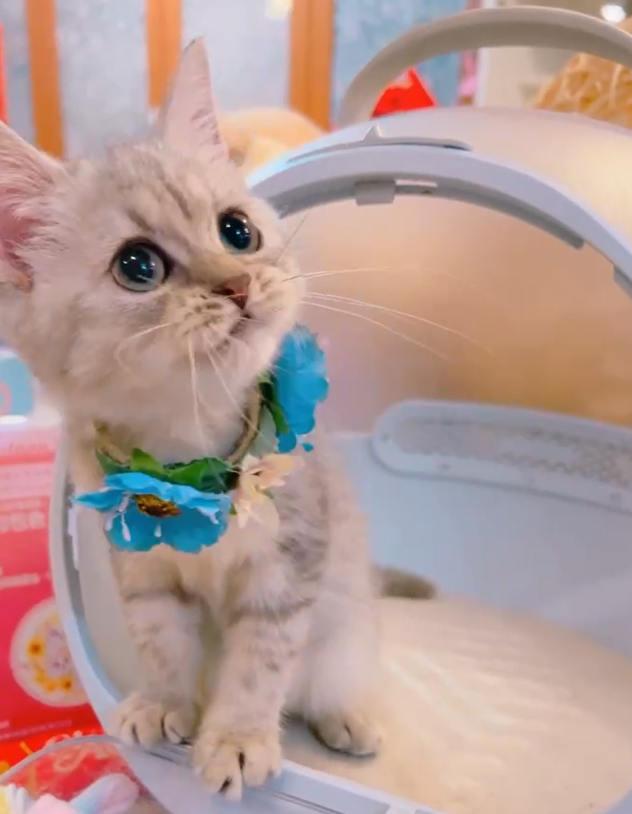 星光貓舍／銀灰色美國短毛貓