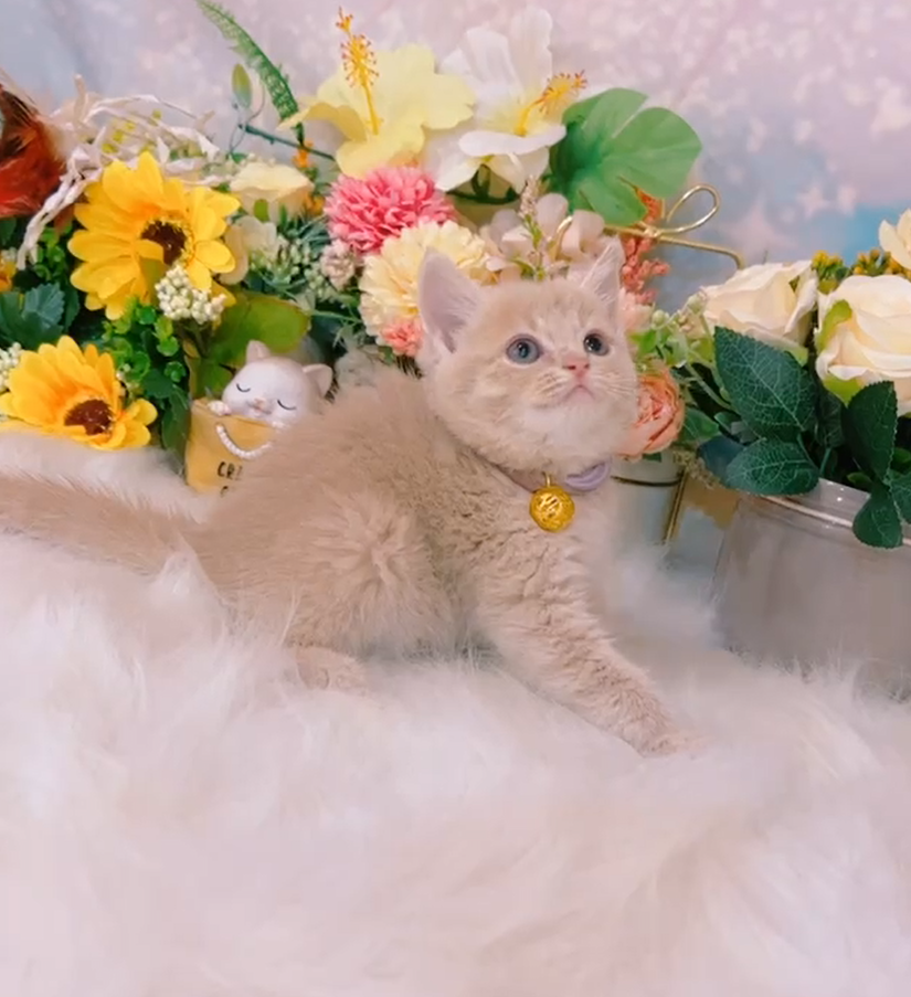 星光貓舍／小鹿色英國短毛貓