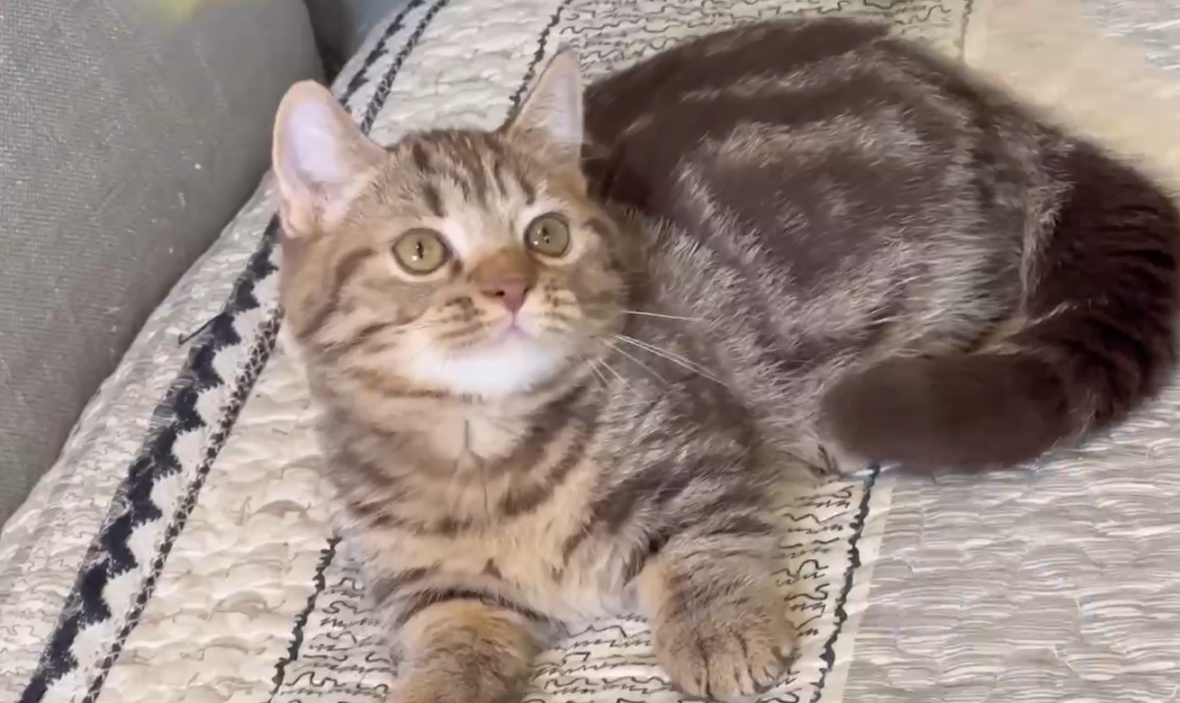 尊爵名皇／巧克力色曼赤肯