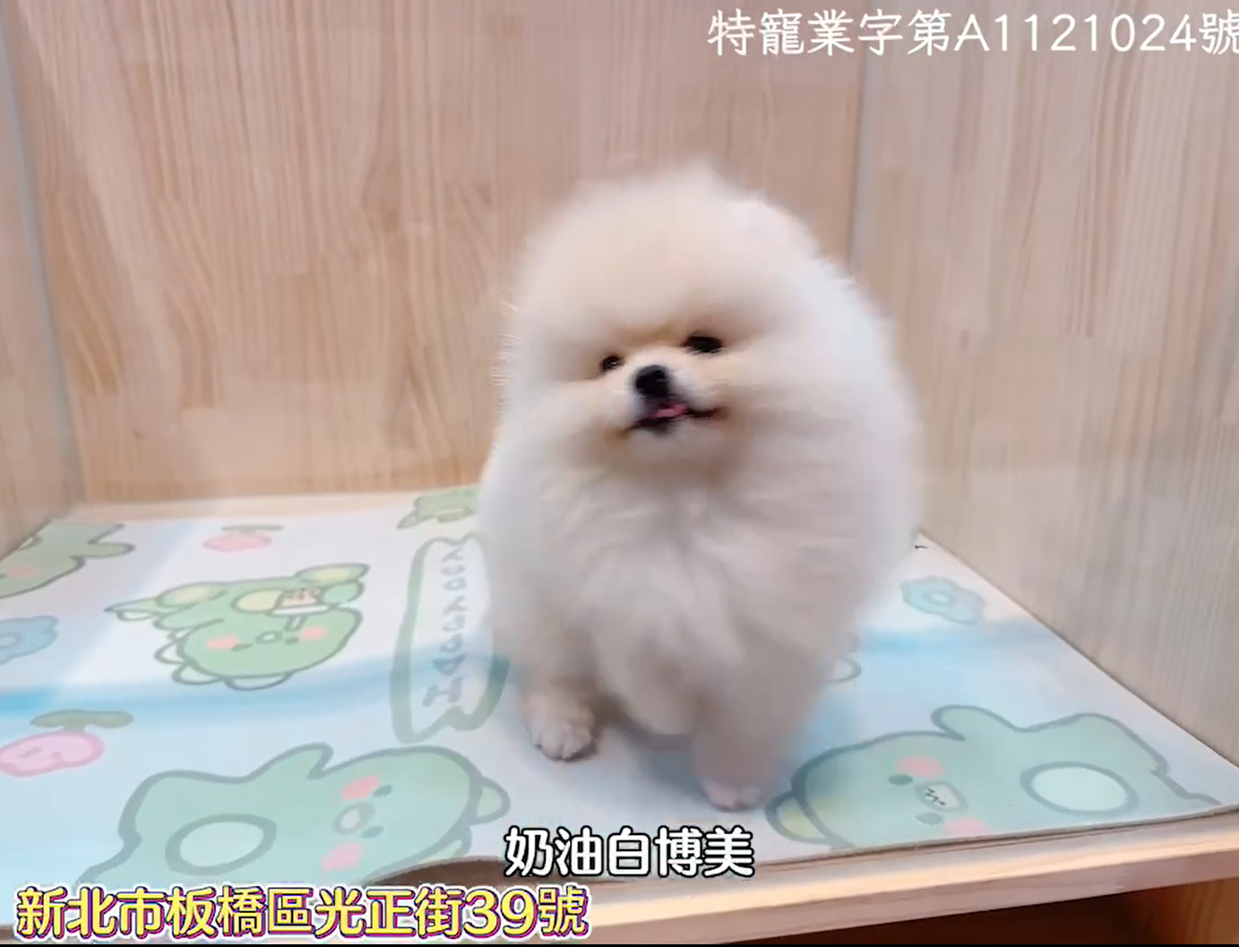 樂寵貓狗屋／奶油白博美犬