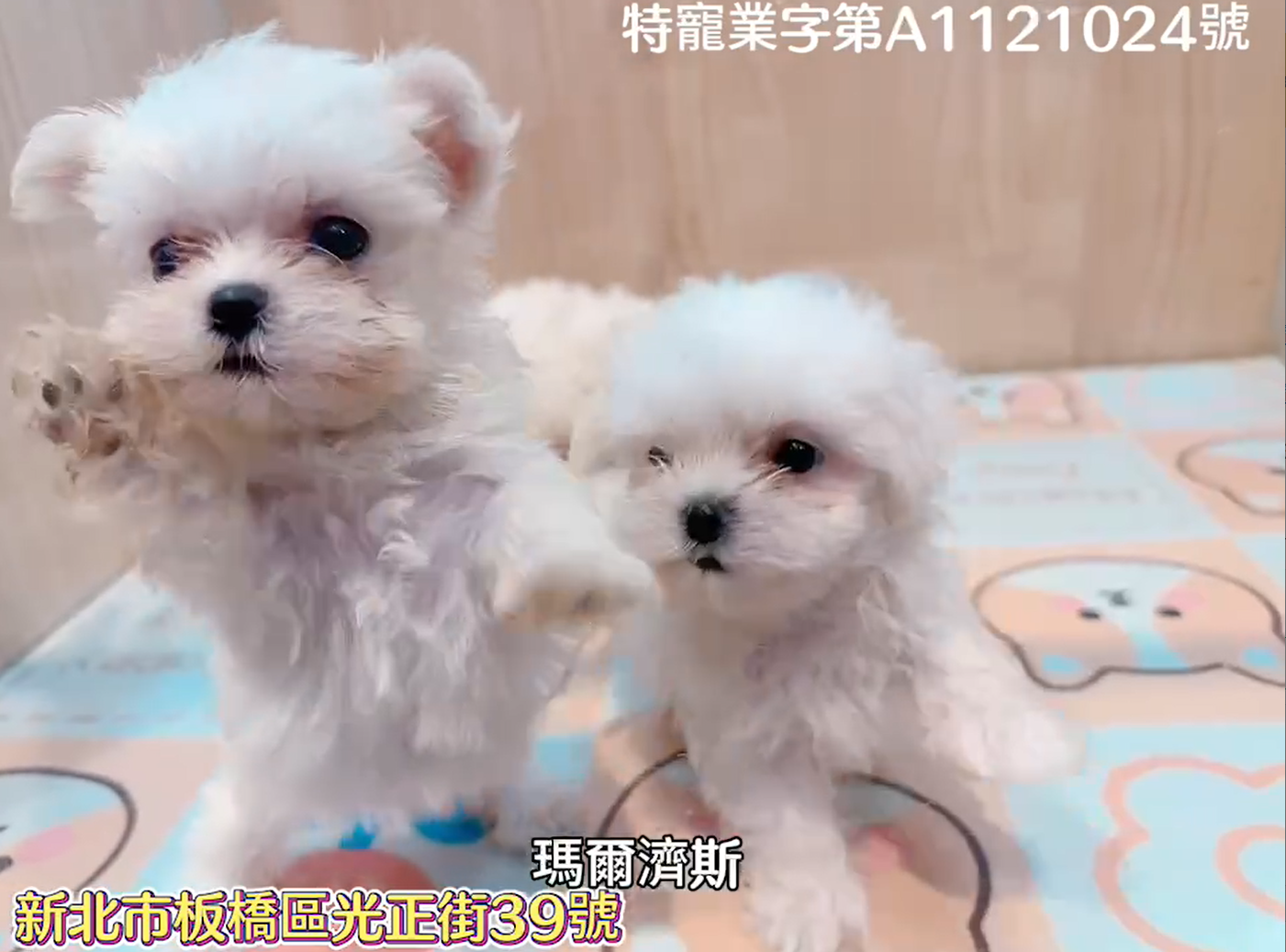 樂寵貓狗屋／瑪爾濟斯