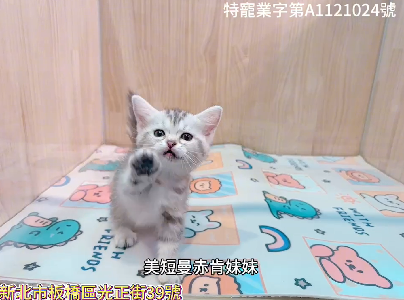 樂寵貓狗屋／美短紋曼赤肯