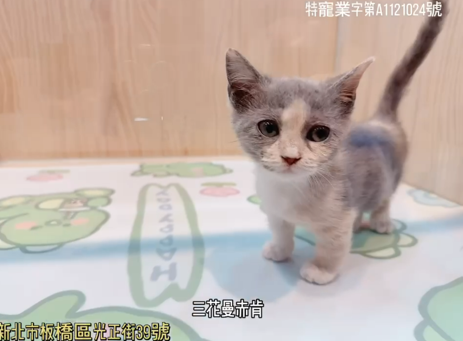 樂寵貓狗屋／三花曼赤肯