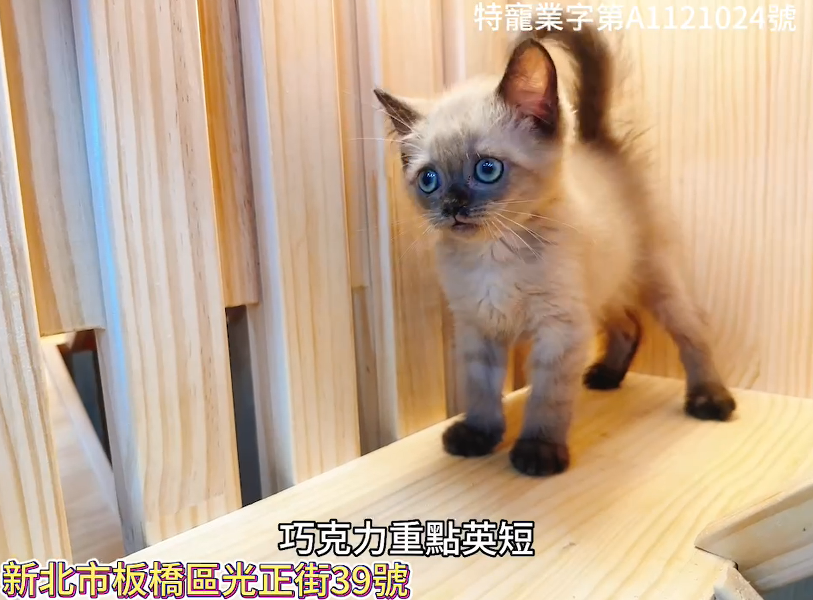 樂寵貓狗屋／重點色英國短毛貓