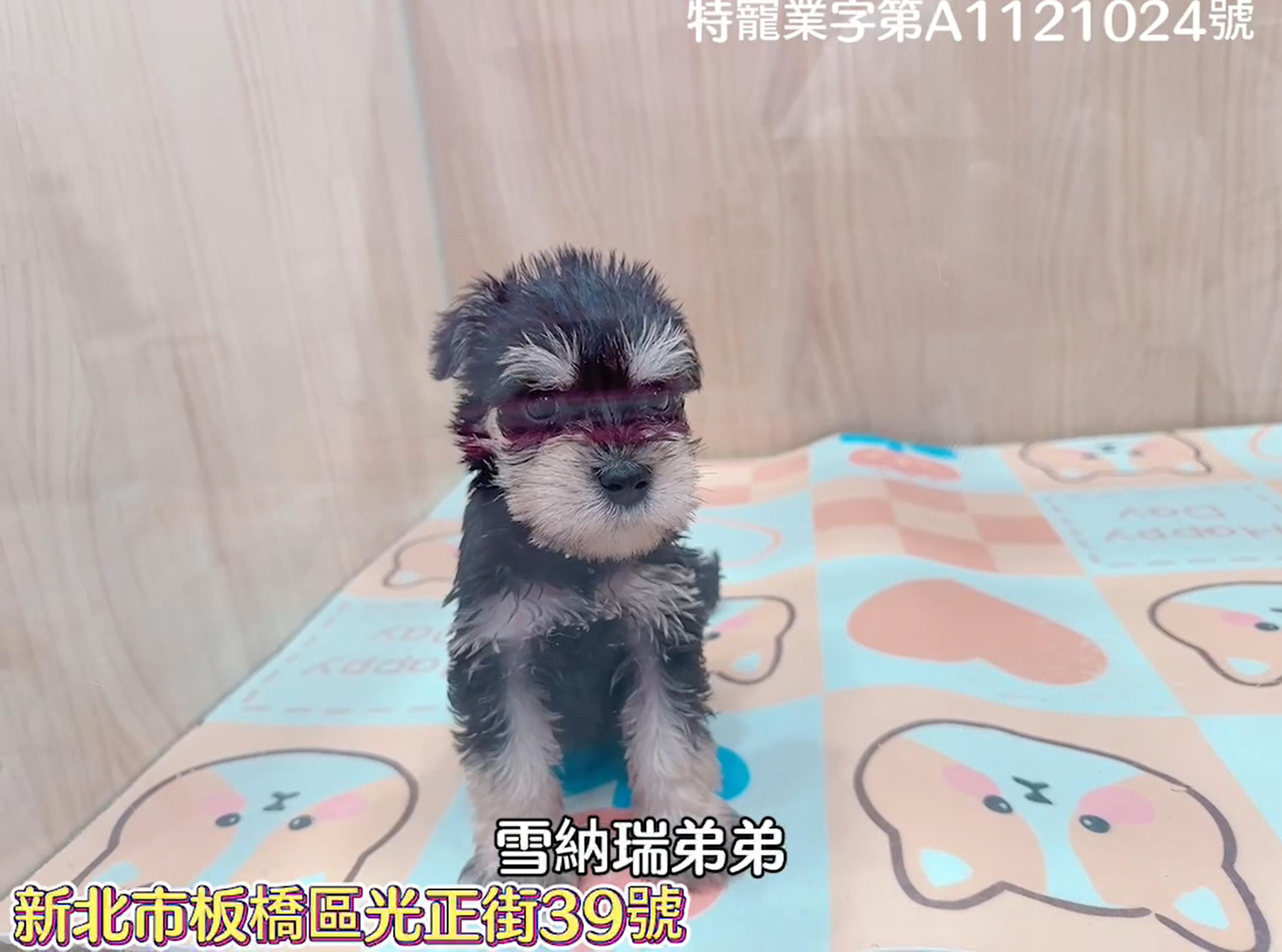 樂寵貓狗屋／雪納瑞