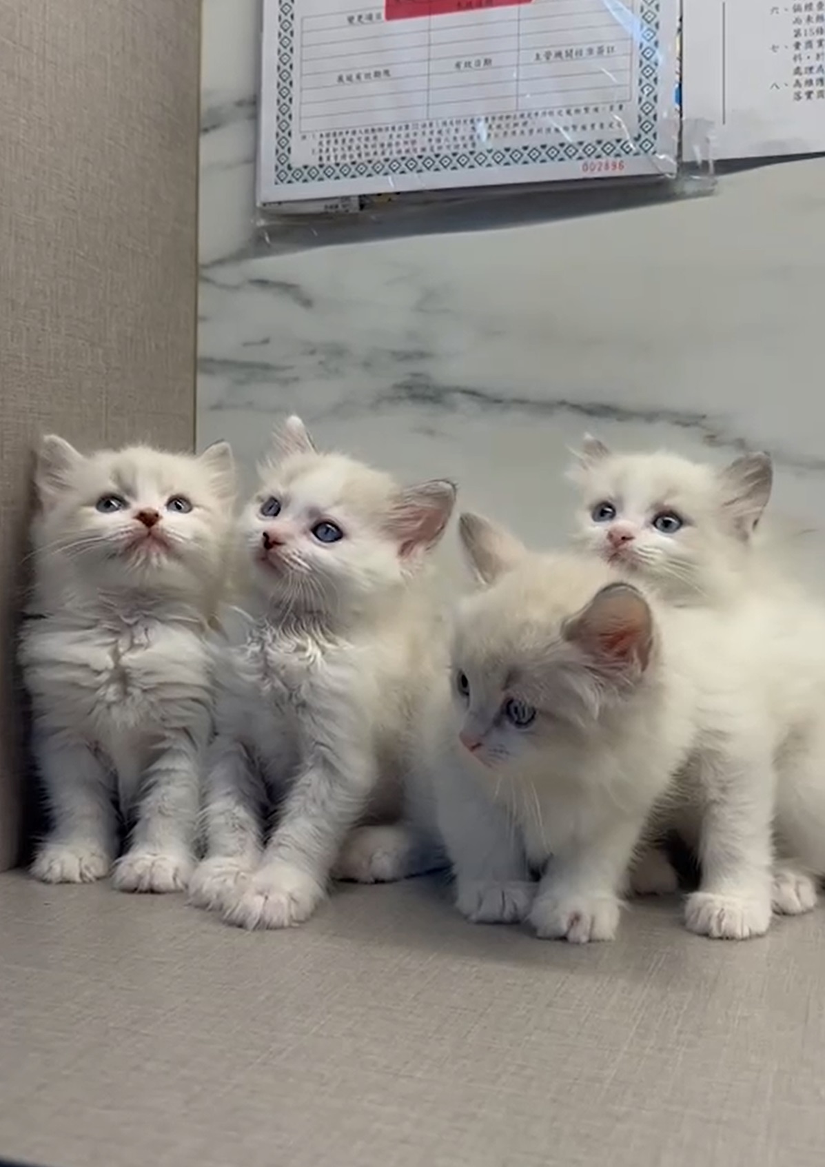 野獸派貓舍／布偶貓