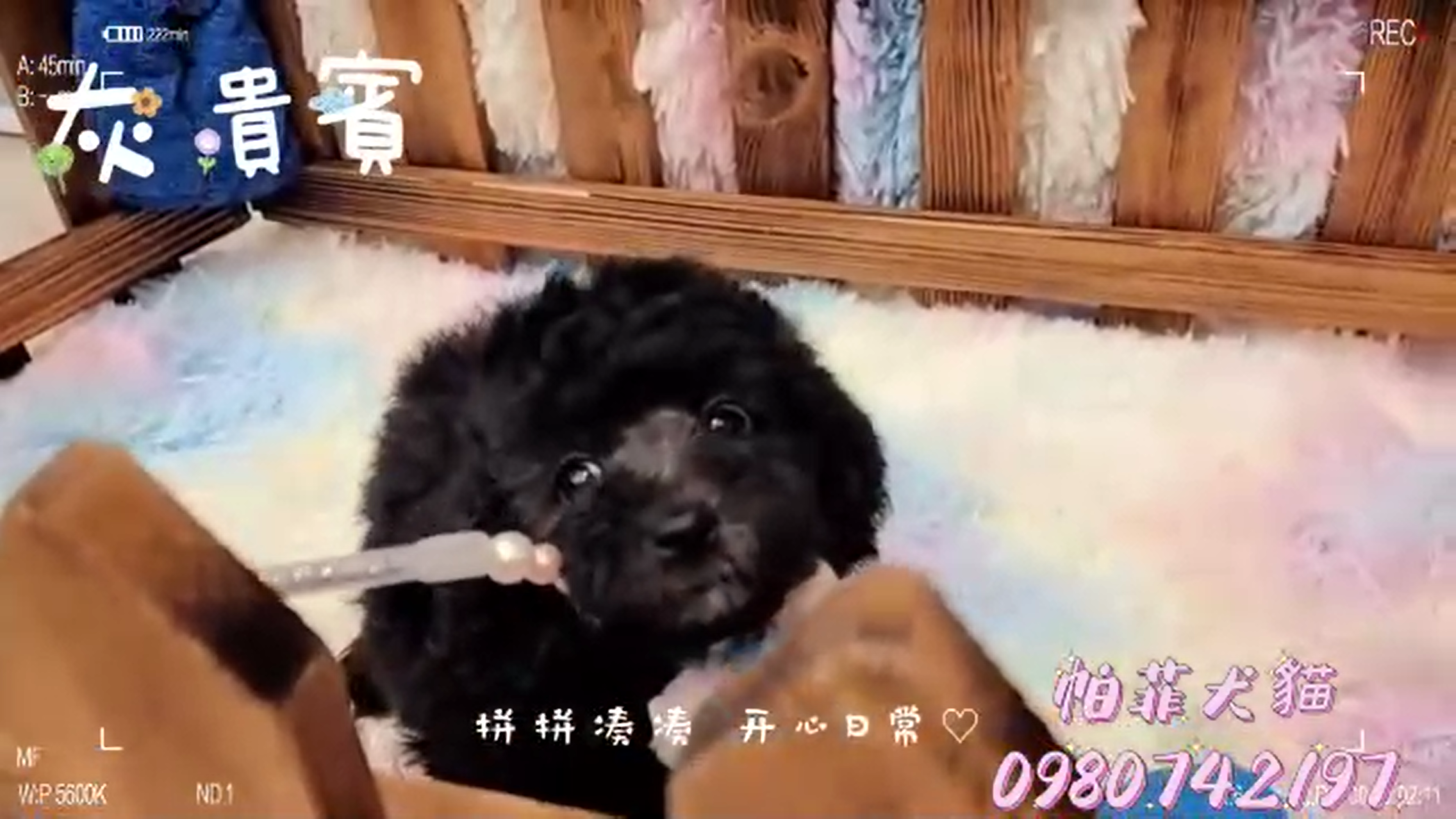 帕菲寵物館／灰貴賓