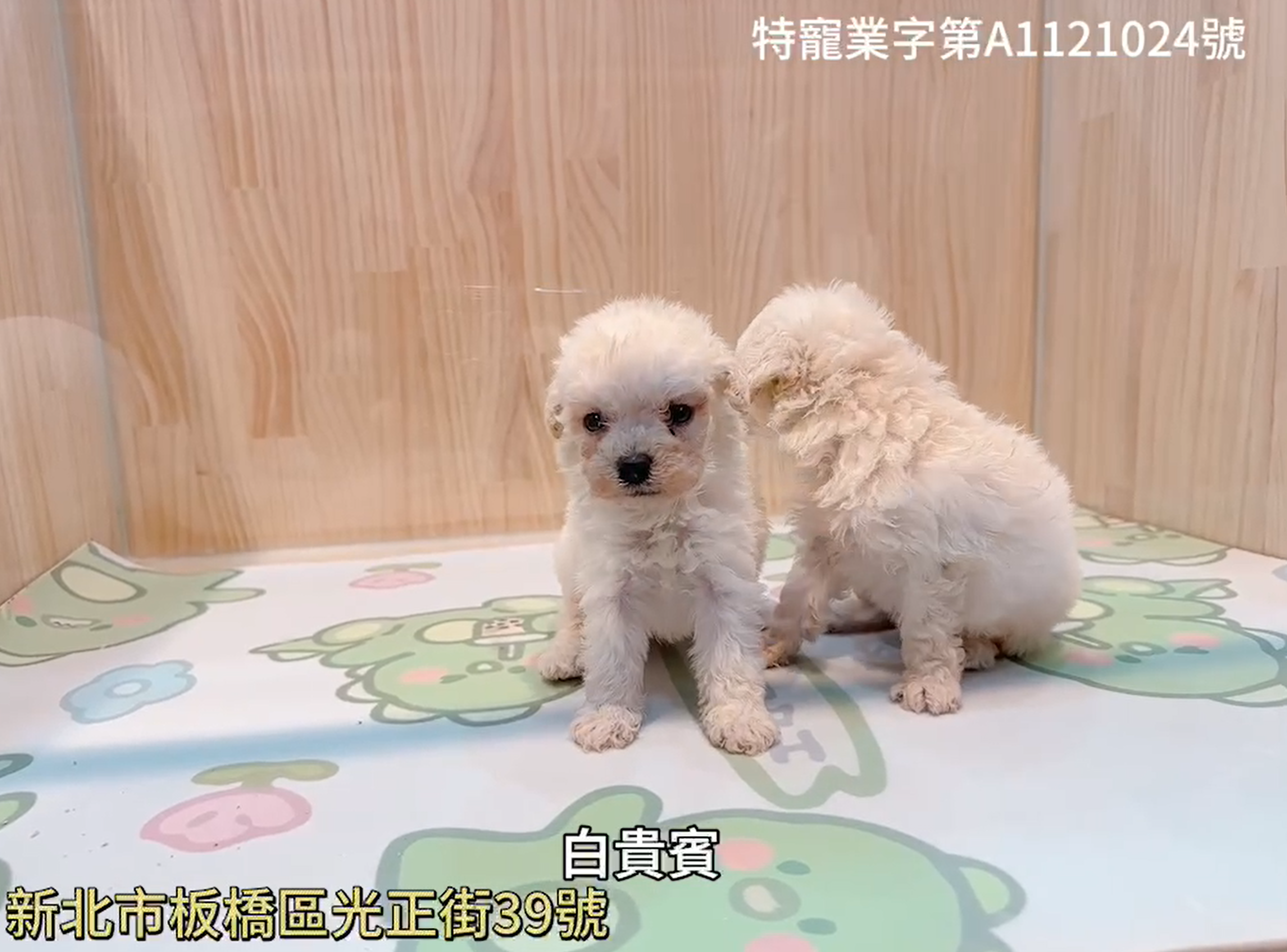 樂寵貓狗屋／白貴賓