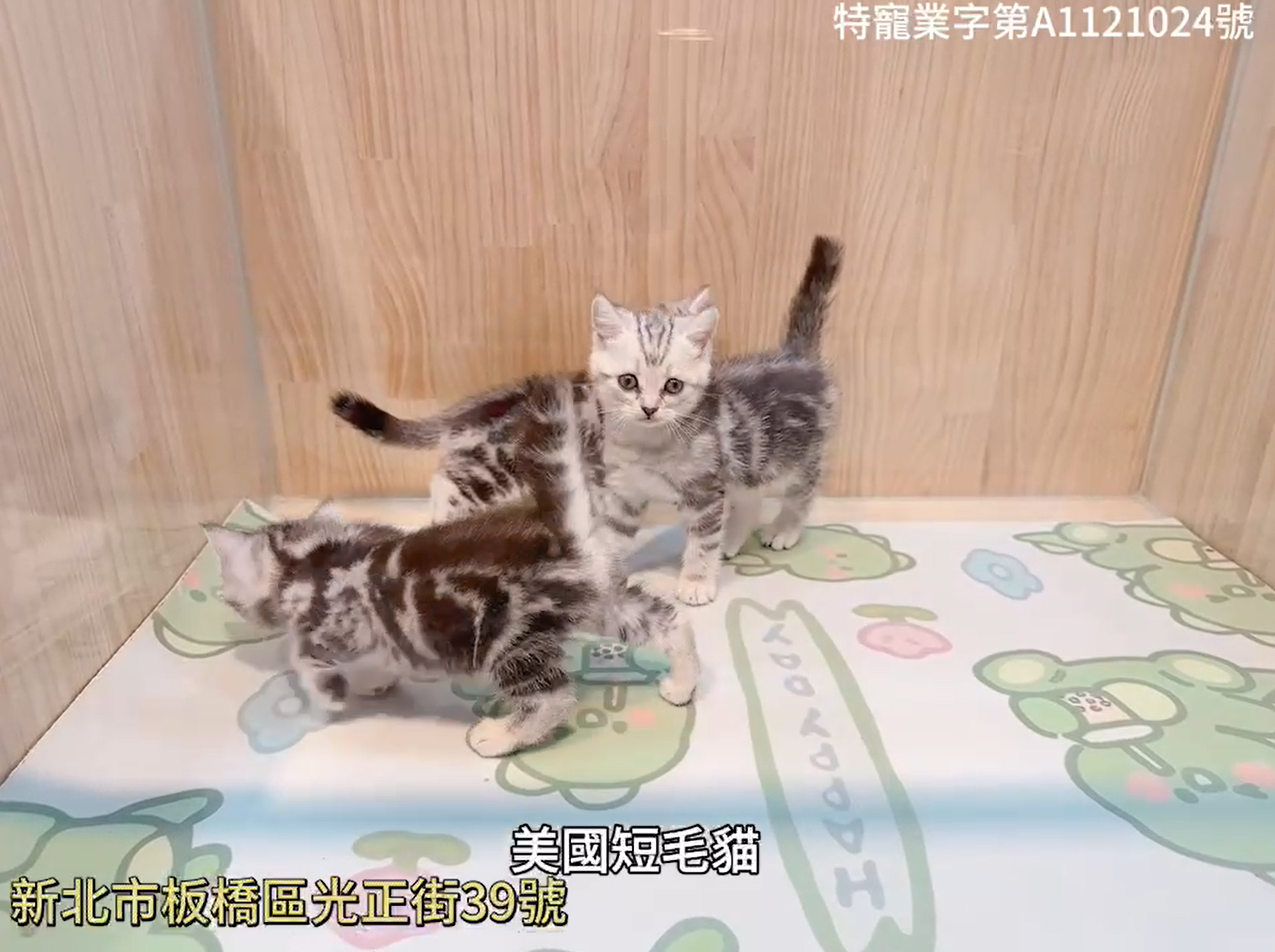 樂寵貓狗屋／美國短毛貓