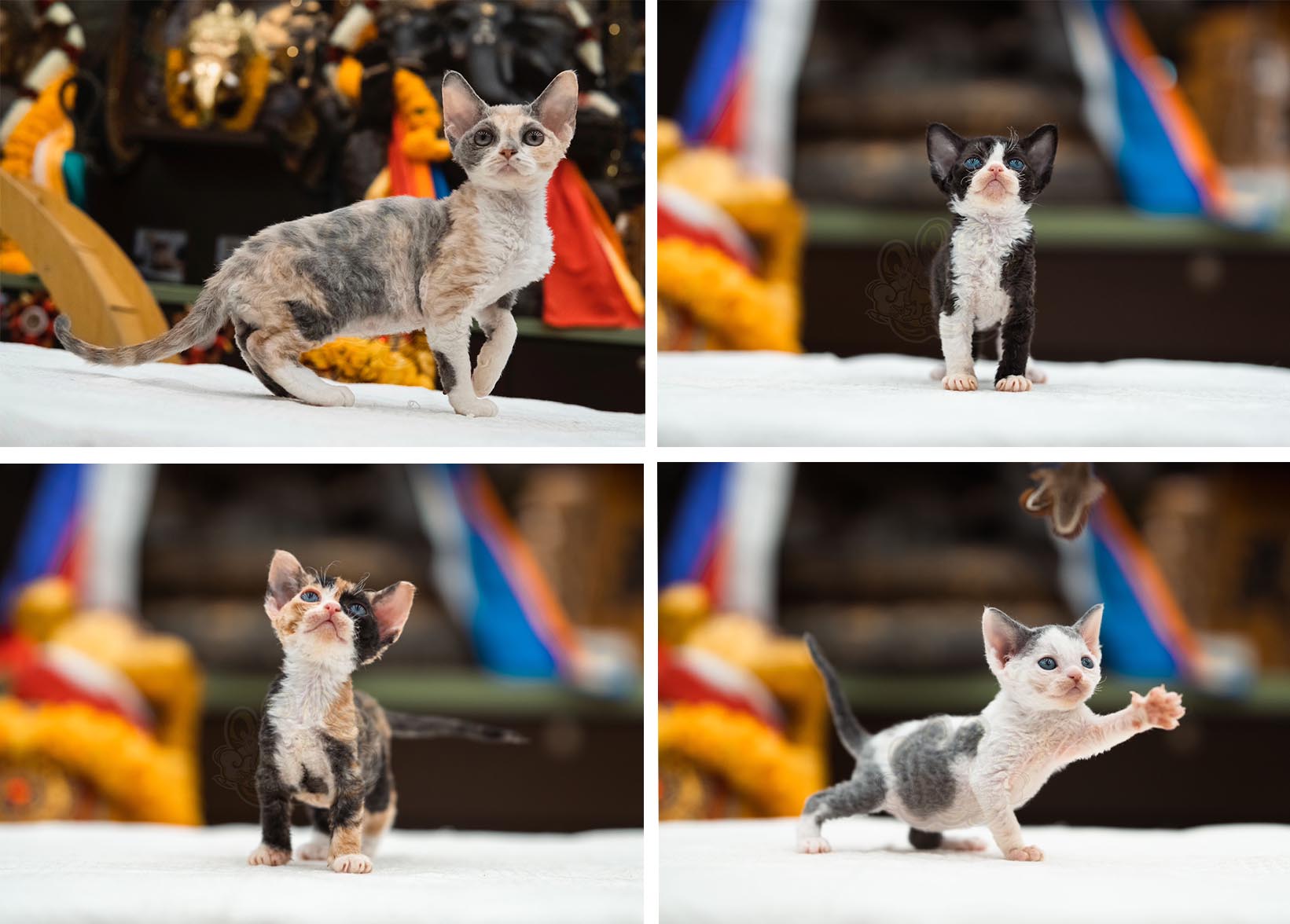 寵愛貓舍／德文捲毛貓