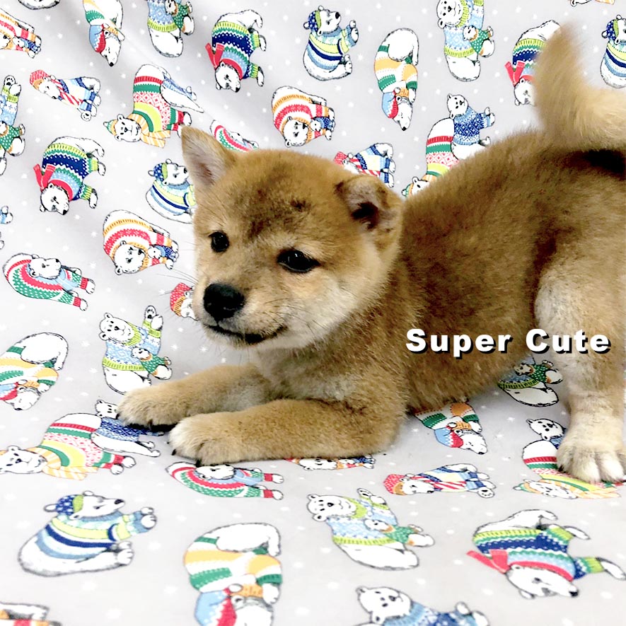 超可愛名犬社／赤色柴犬