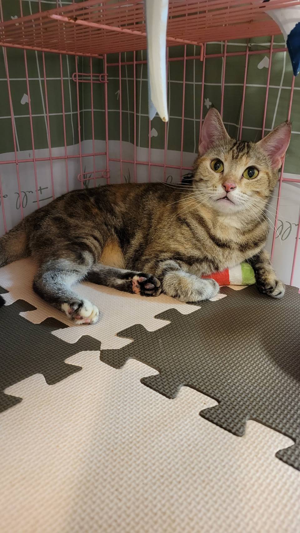 刻在你心底的貓／古銅色美國短毛貓