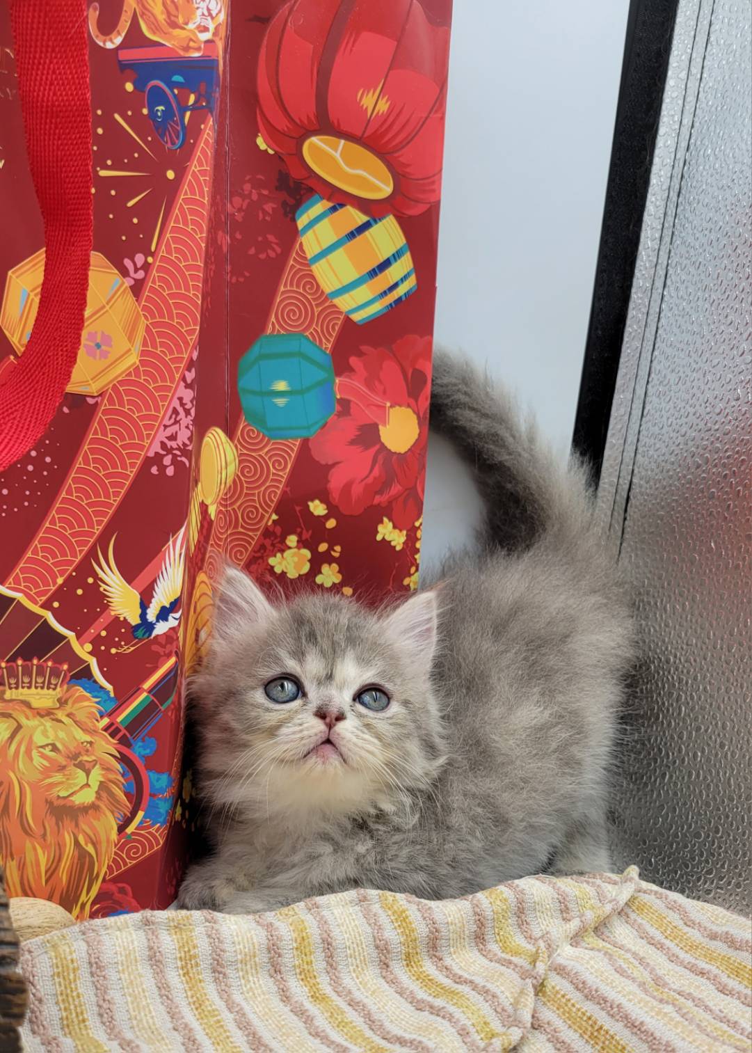 刻在你心底的貓／藍奶油英國長毛貓