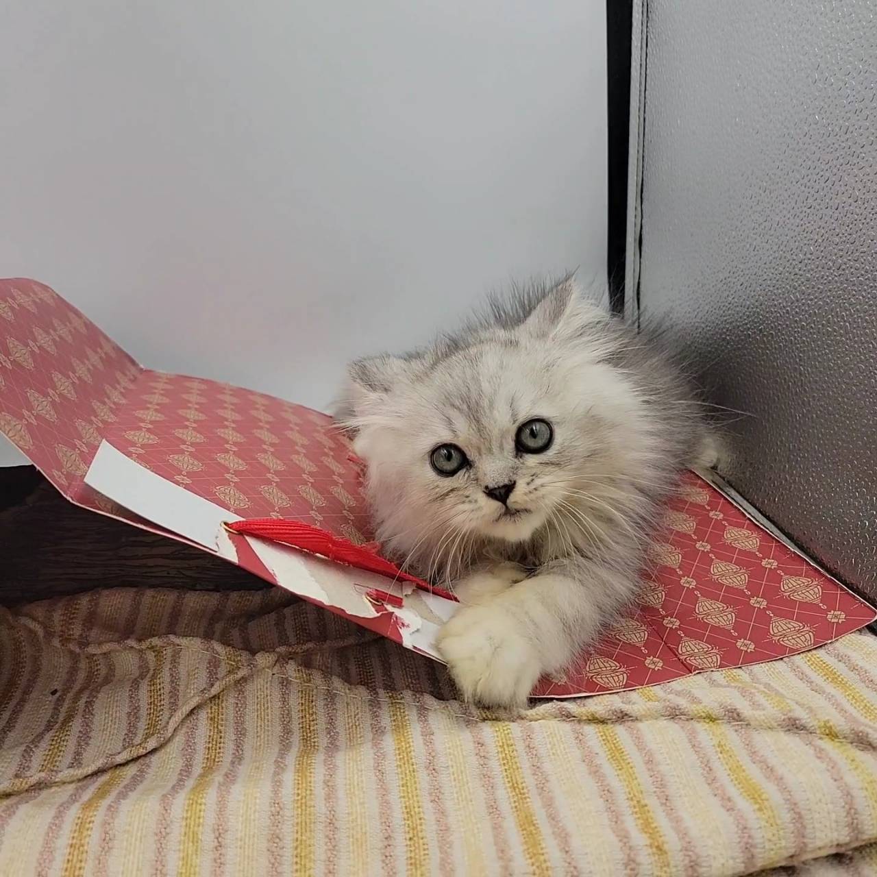 刻在你心底的貓／銀白金吉拉