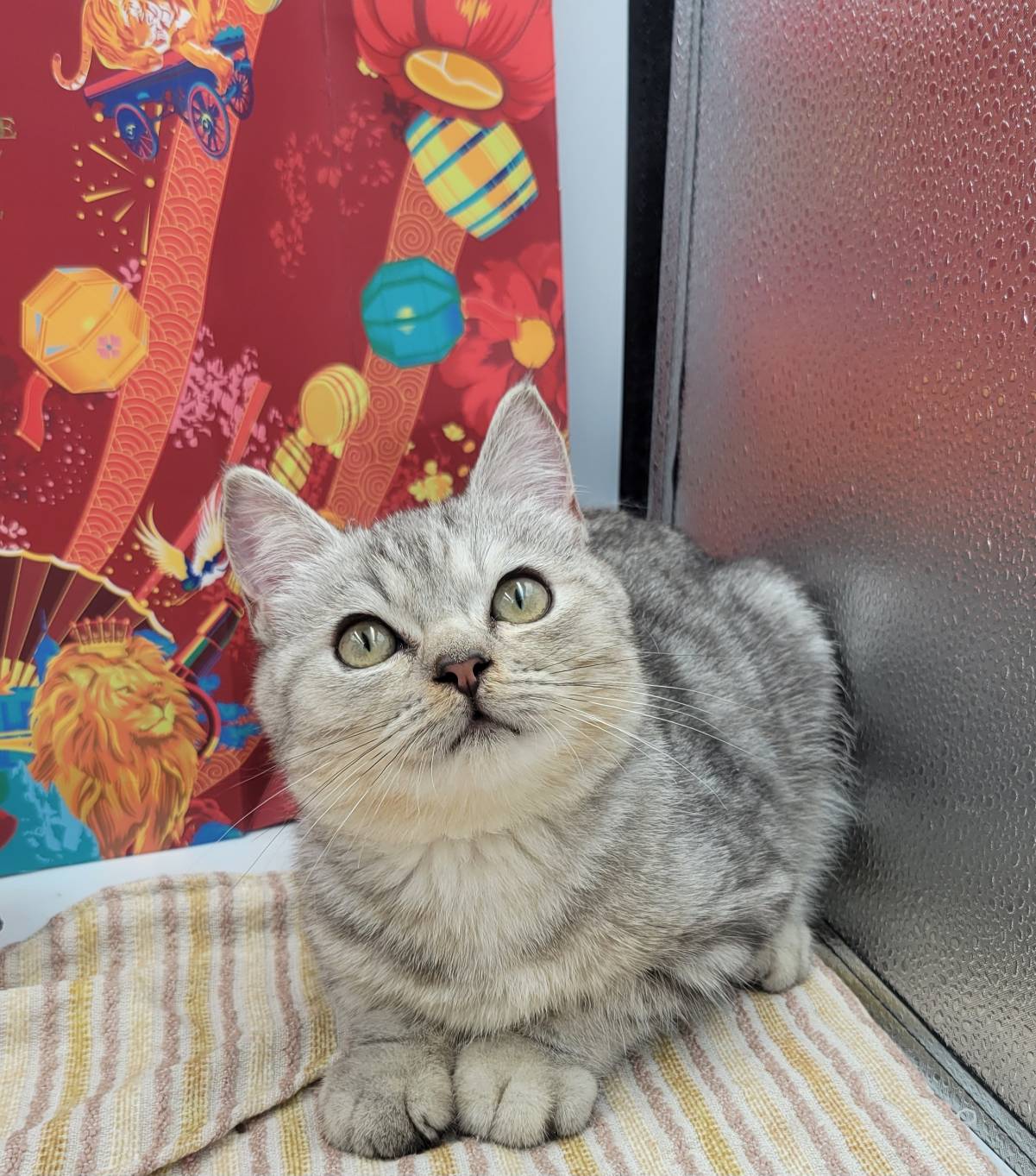 刻在你心底的貓／銀白美國短毛貓