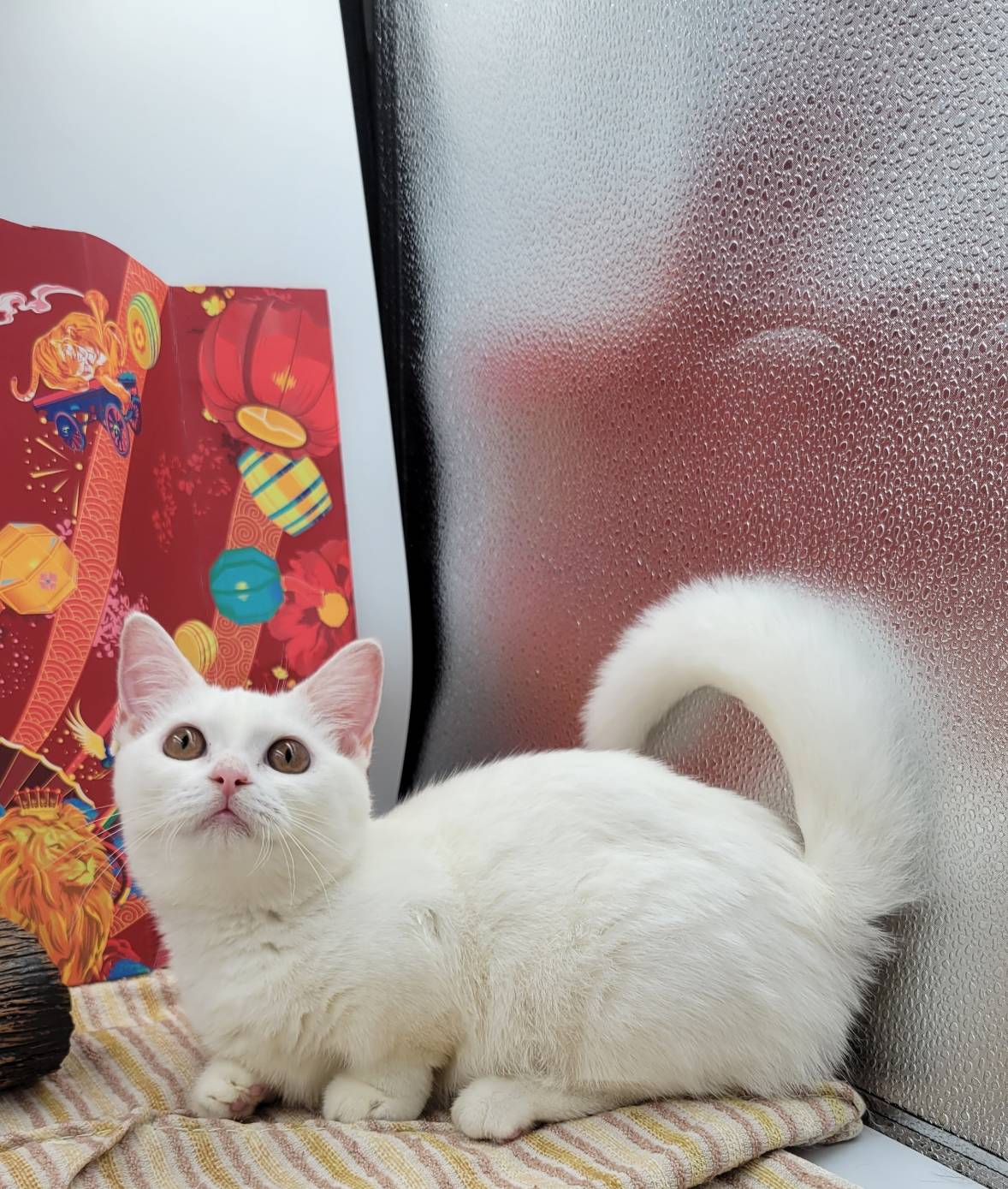 刻在你心底的貓／白色曼赤肯