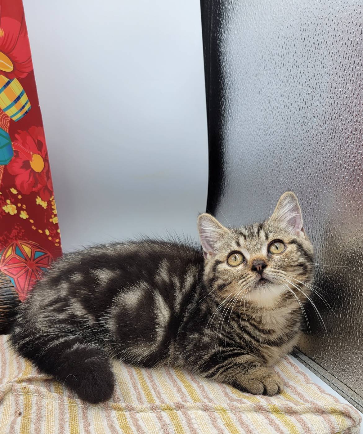 刻在你心底的貓／古銅螺旋紋曼赤肯