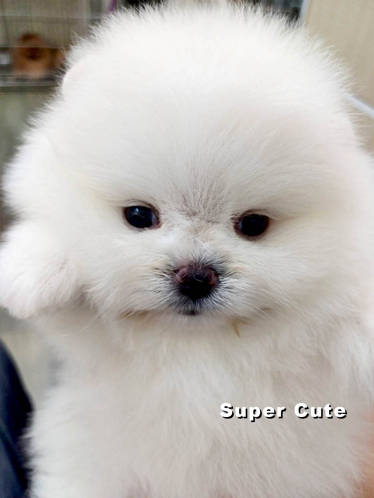 超可愛名犬社／博美犬