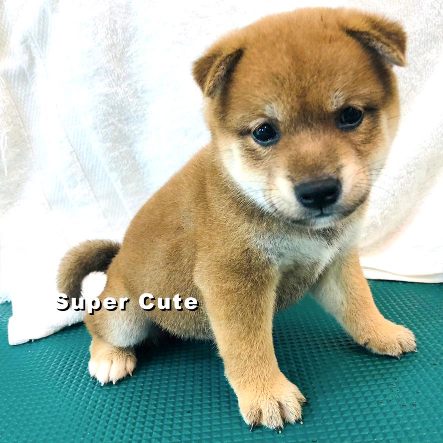 超可愛名犬社／赤色柴犬