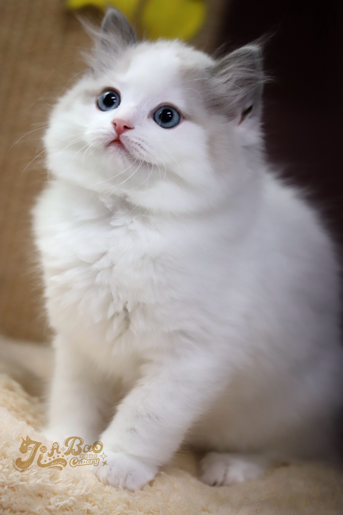 家寶寵物／梵色布偶貓