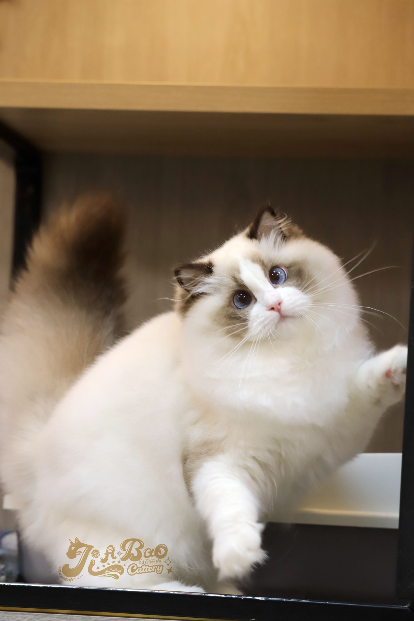 家寶寵物／海豹雙色布偶貓