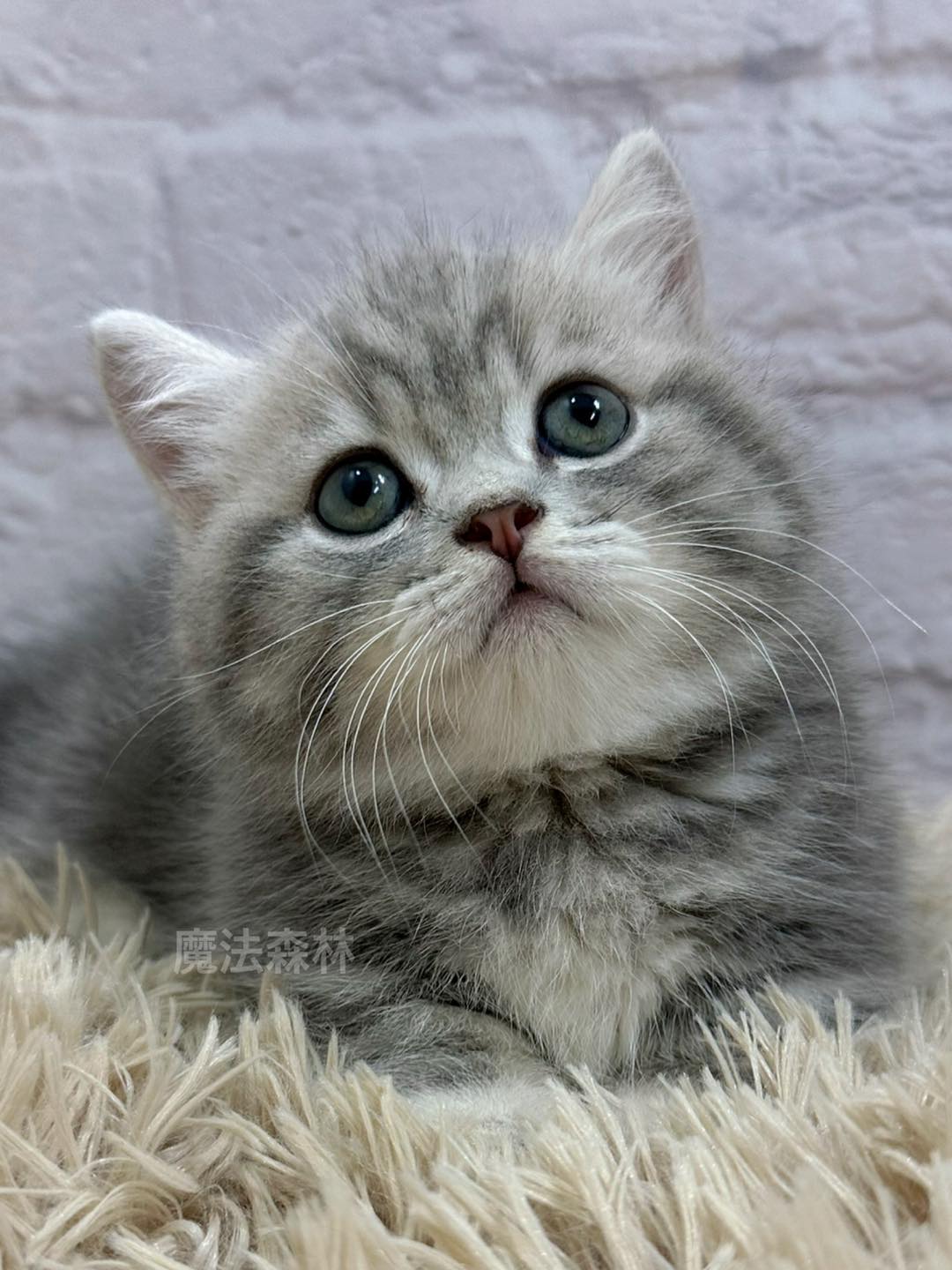 魔法森林／藍奶螺旋虎斑紋曼赤肯