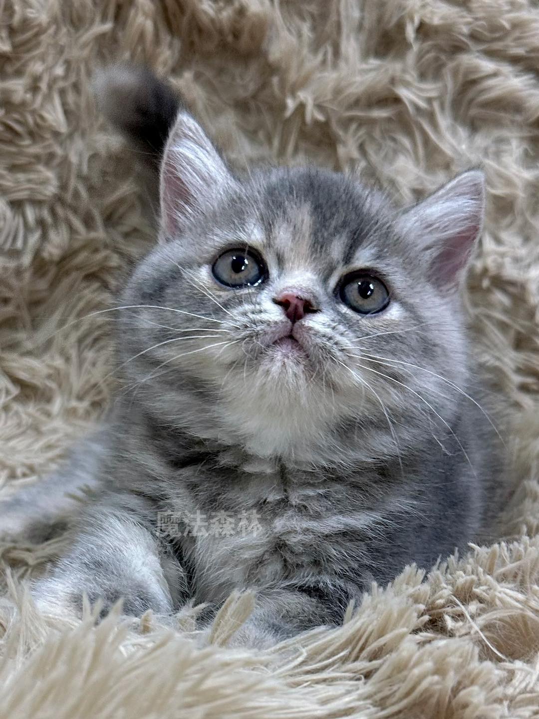 魔法森林／藍奶色曼赤肯