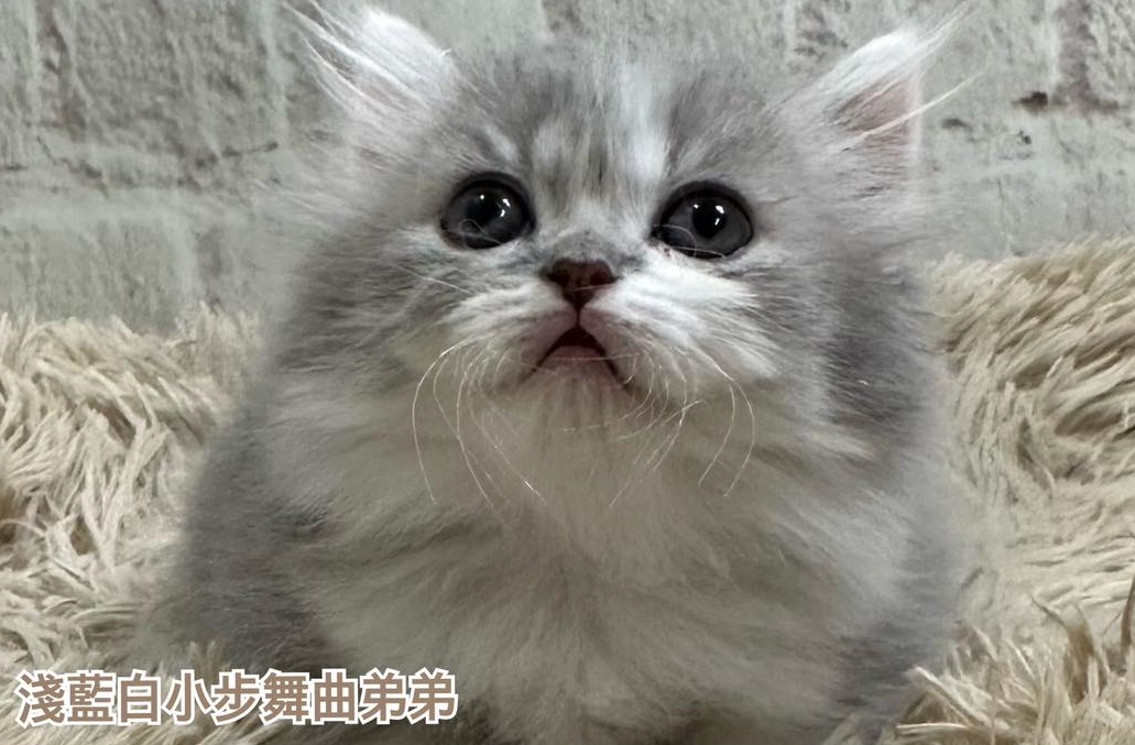 魔法森林／淺藍白小步舞曲