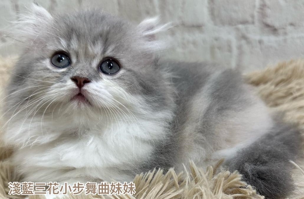 魔法森林／淺藍三花小步舞曲