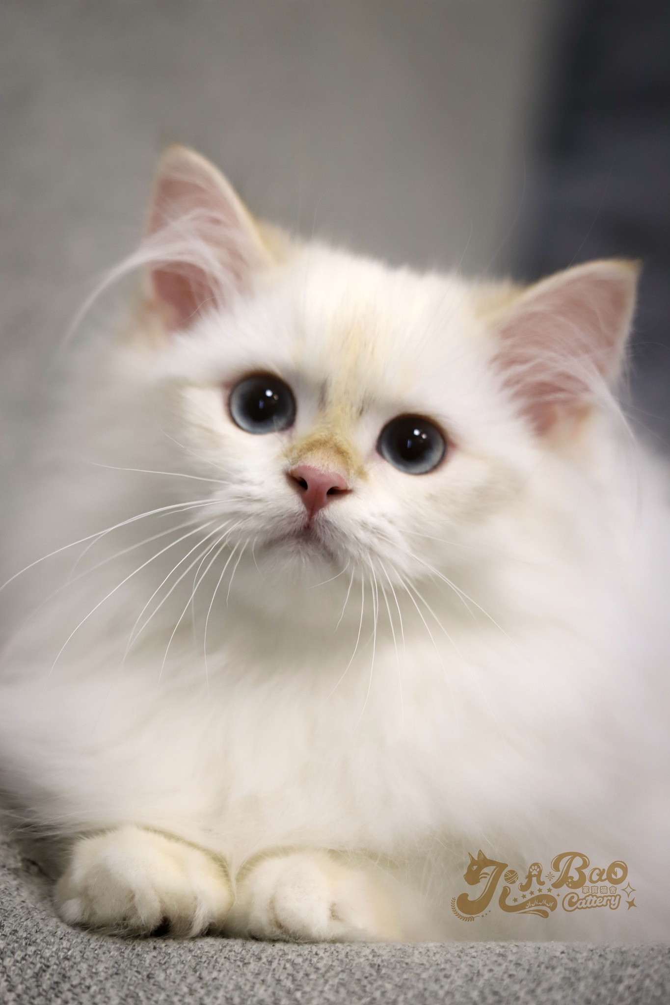 家寶寵物／金點英國長毛貓