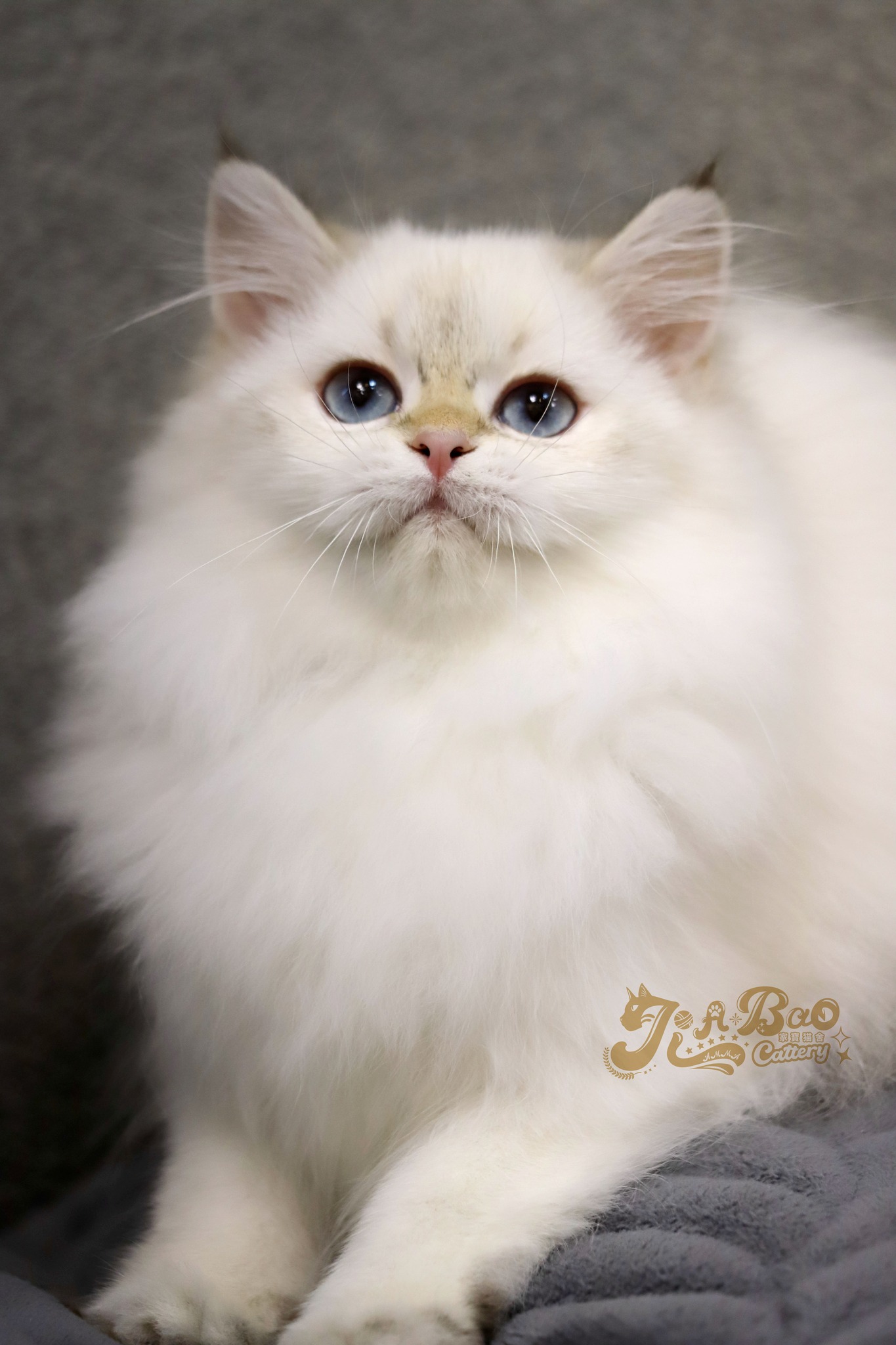 家寶寵物／金點英國長毛貓