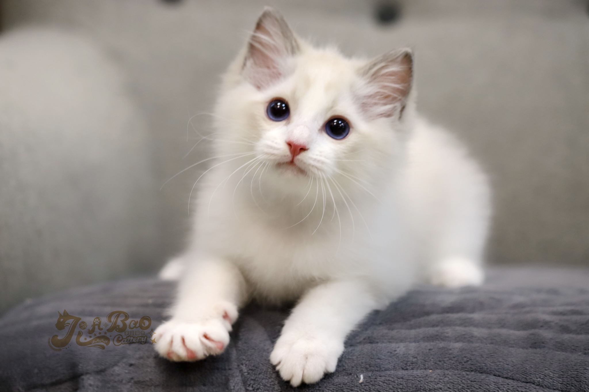 家寶寵物／藍雙色布偶貓