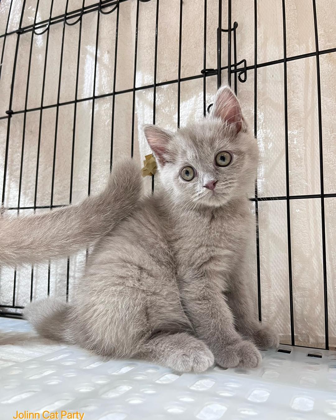 貓咪派對／紫丁香色英國短毛貓