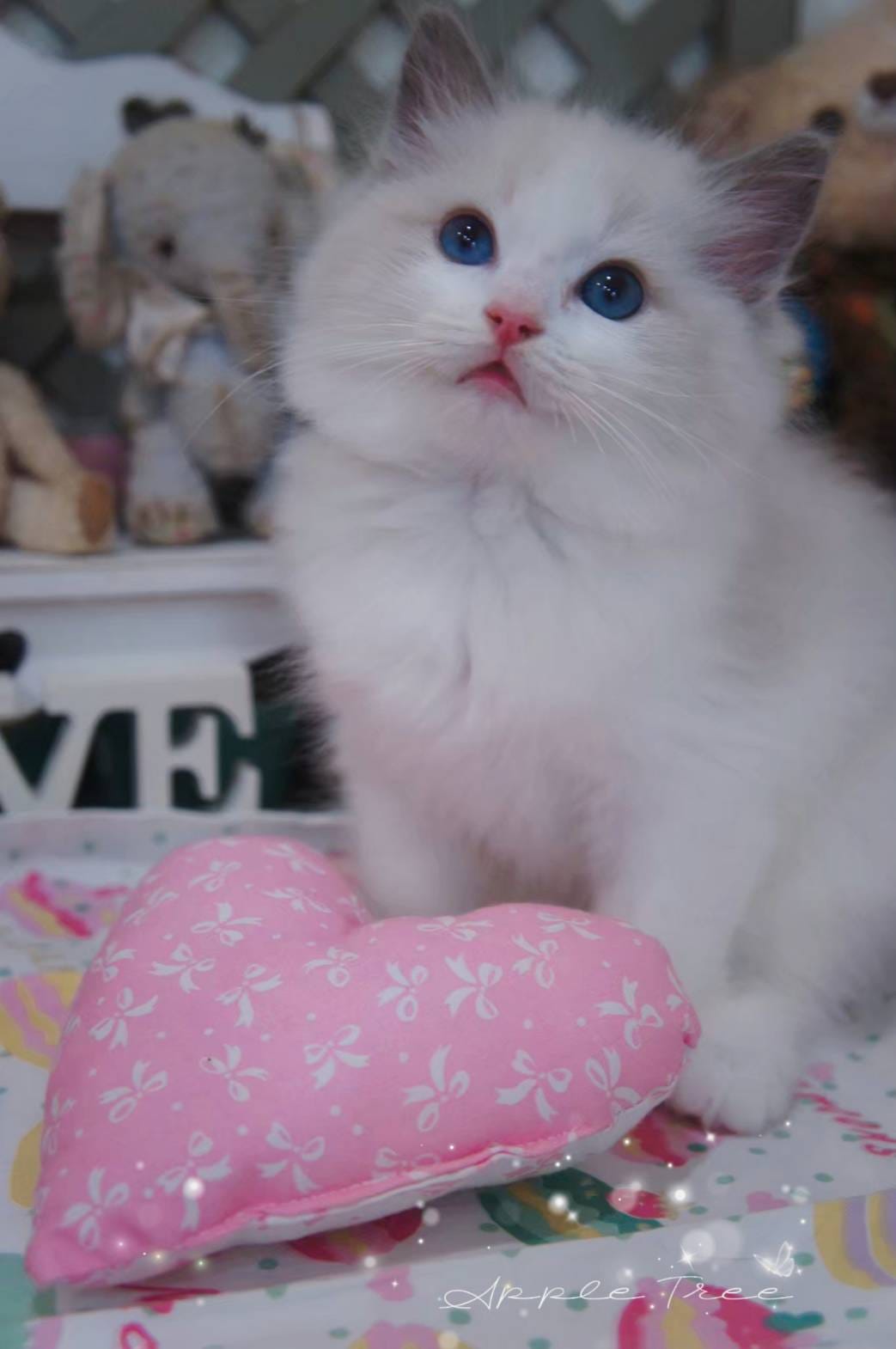 蘋果樹下的布偶貓／藍雙色布偶貓