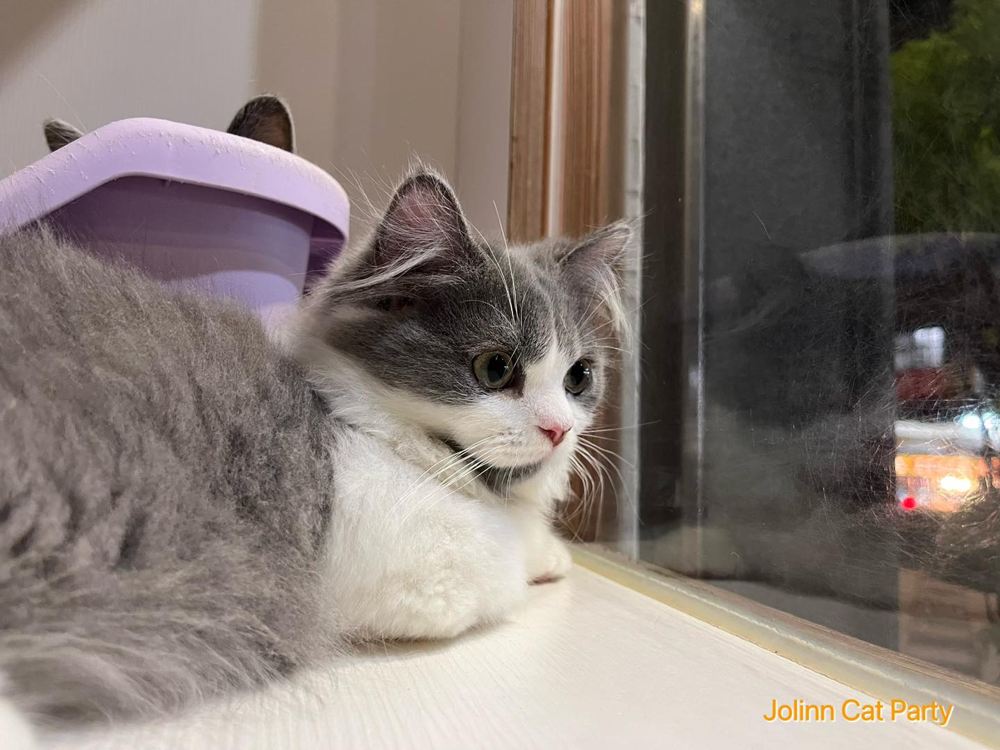 貓咪派對／藍白色小步舞曲