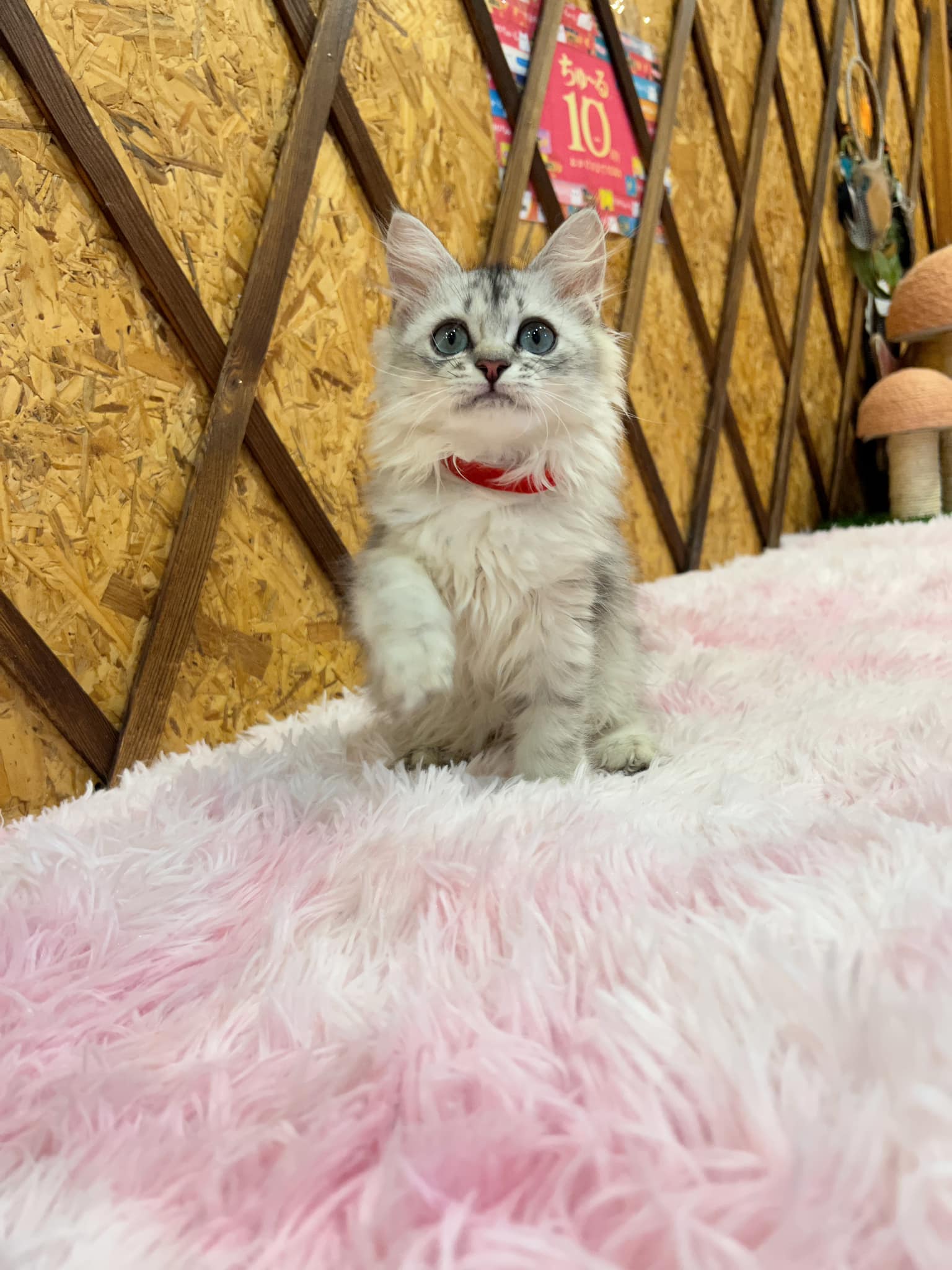 金瑟喵屋／銀白金吉拉