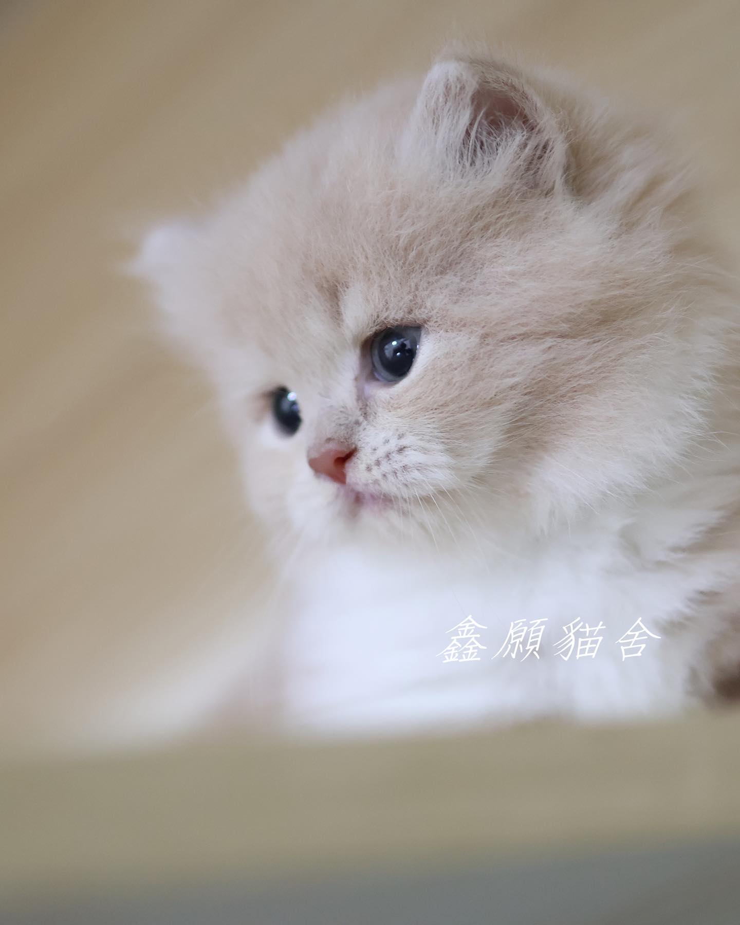 鑫願貓舍／奶油白曼赤肯