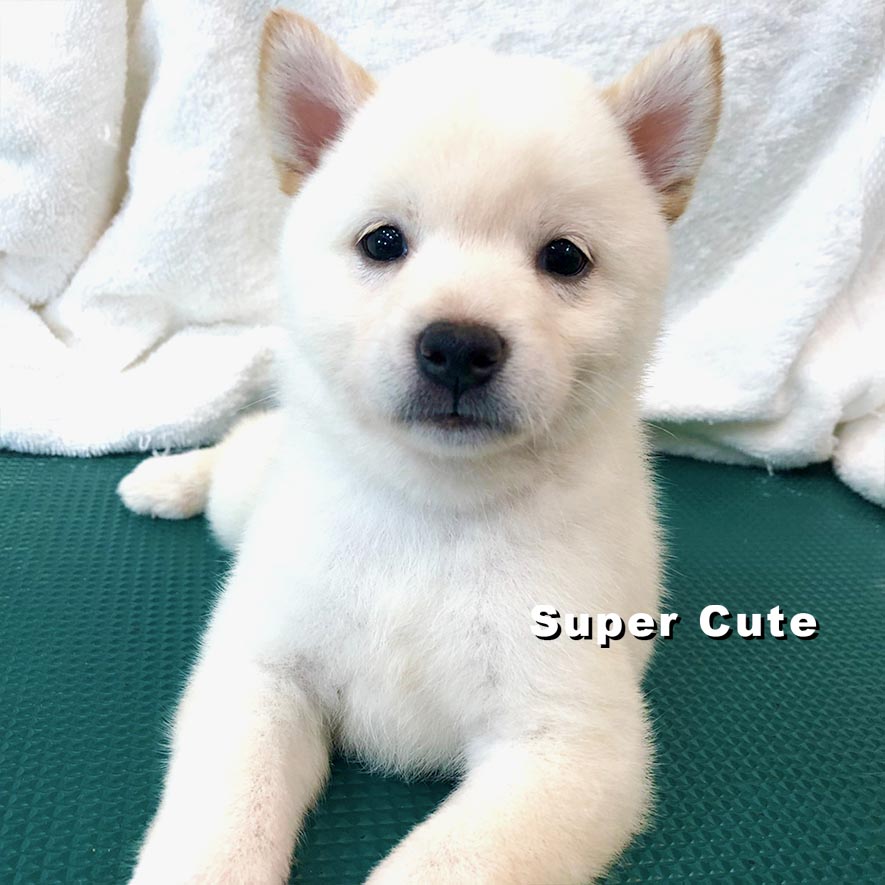 超可愛名犬社／白色柴犬