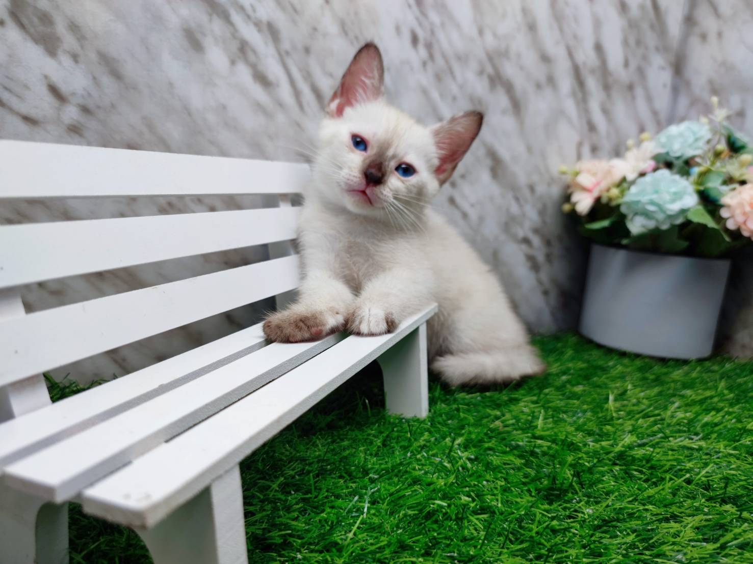 叮噹貓坊／暹羅貓