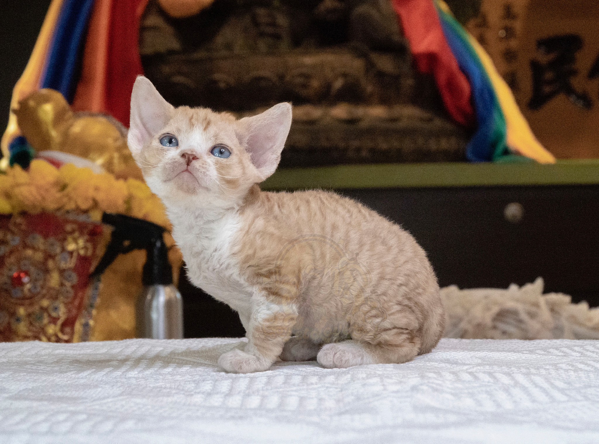 寵愛貓舍／凱米爾色德文捲毛貓