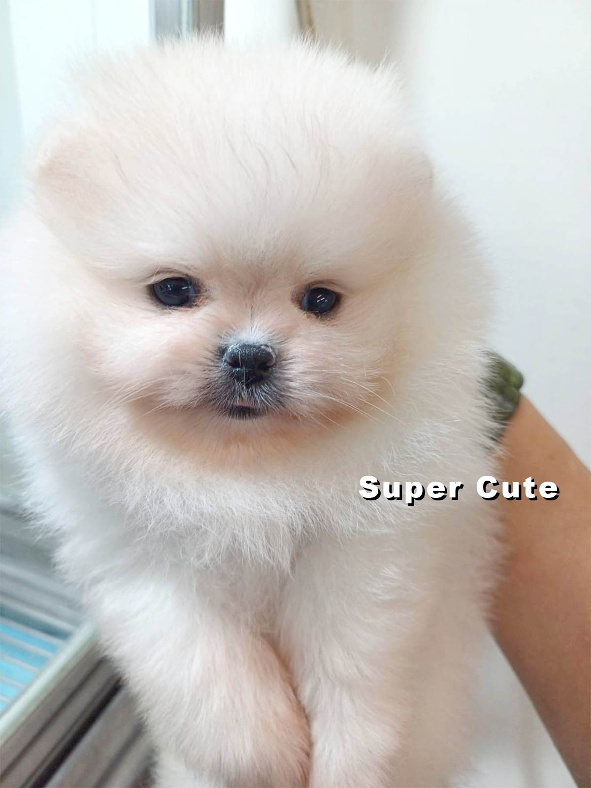 超可愛名犬社／博美犬