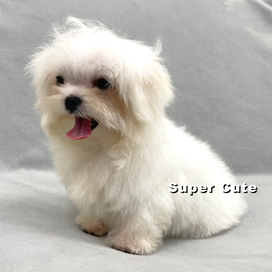 超可愛名犬社／馬爾濟斯