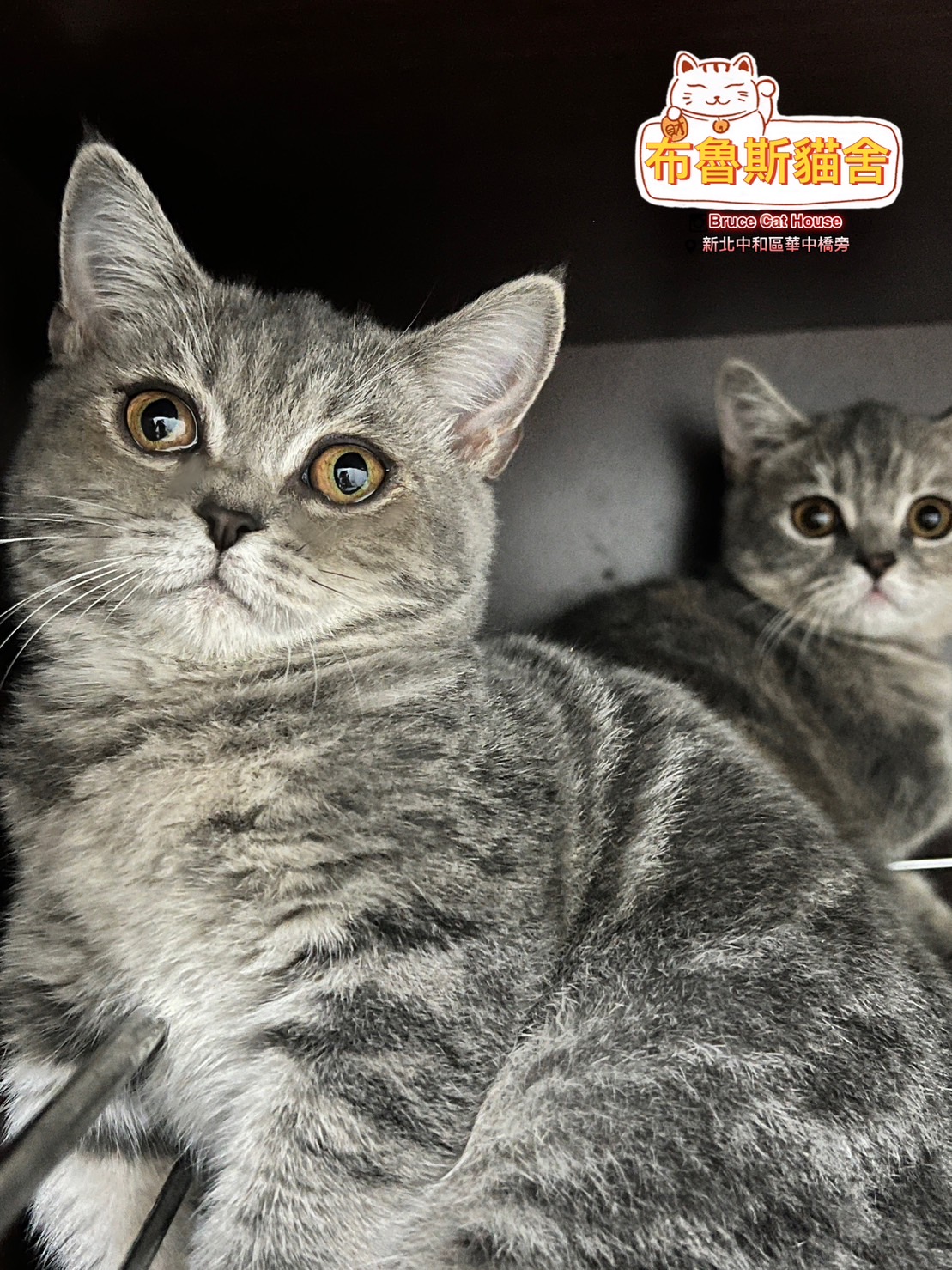 布魯斯貓舍／三花曼赤肯