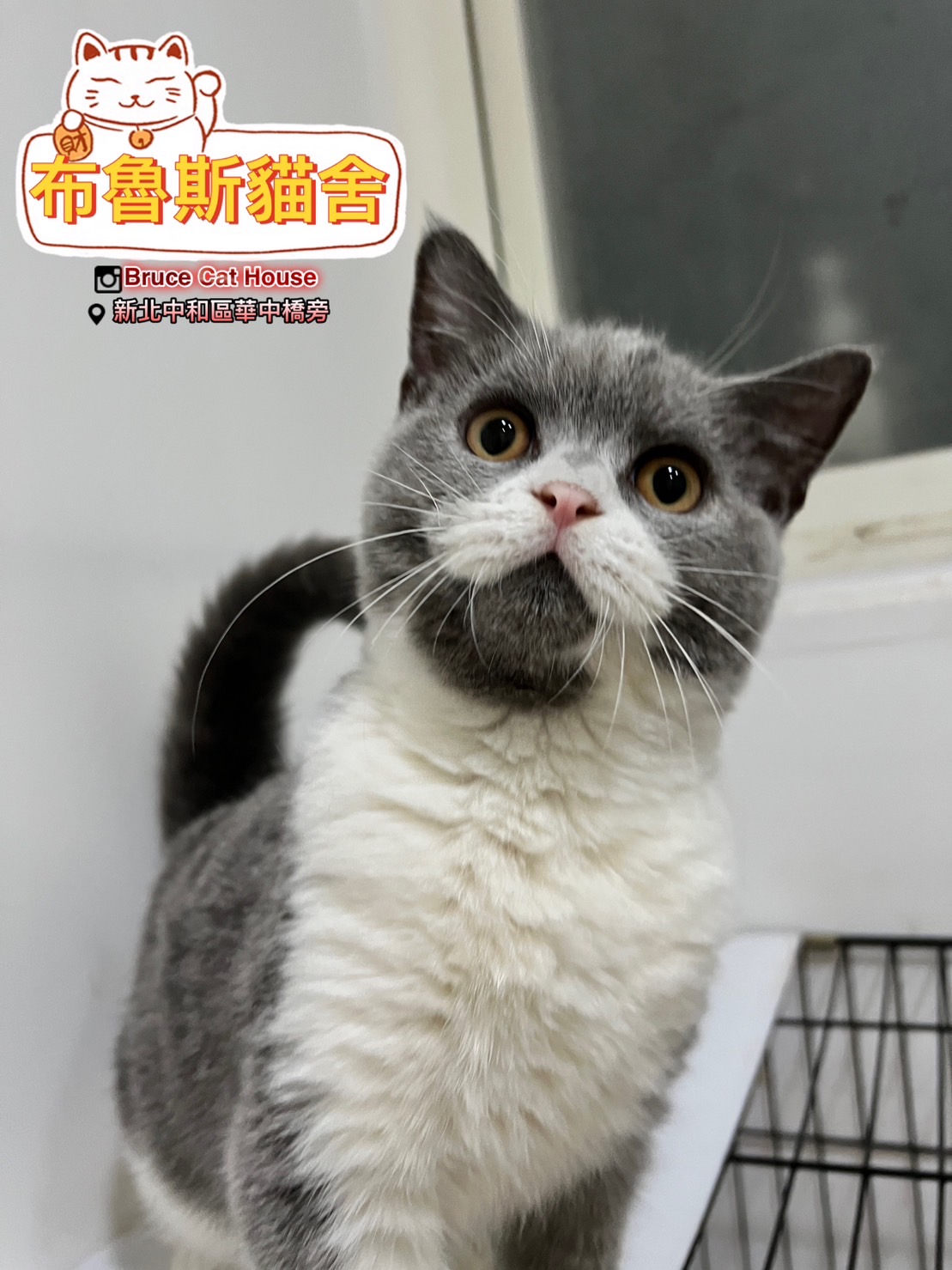 布魯斯貓舍／藍白色英國短毛貓
