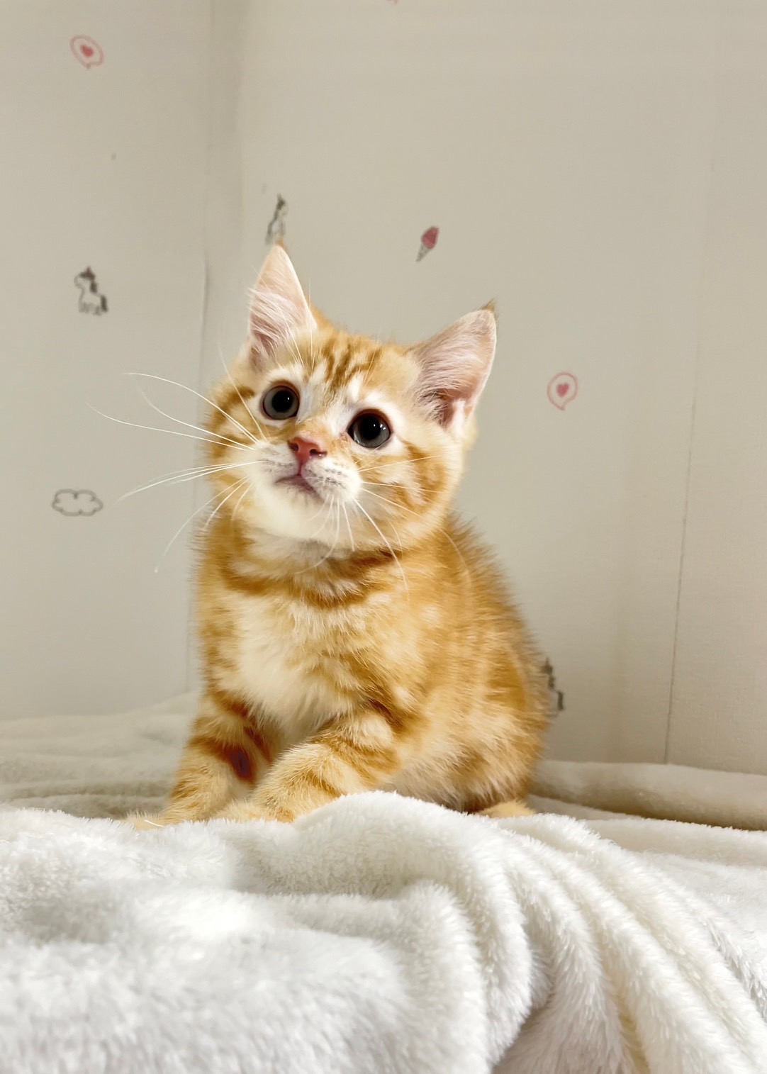 貓咪總動員館／橘紅色美國短毛貓