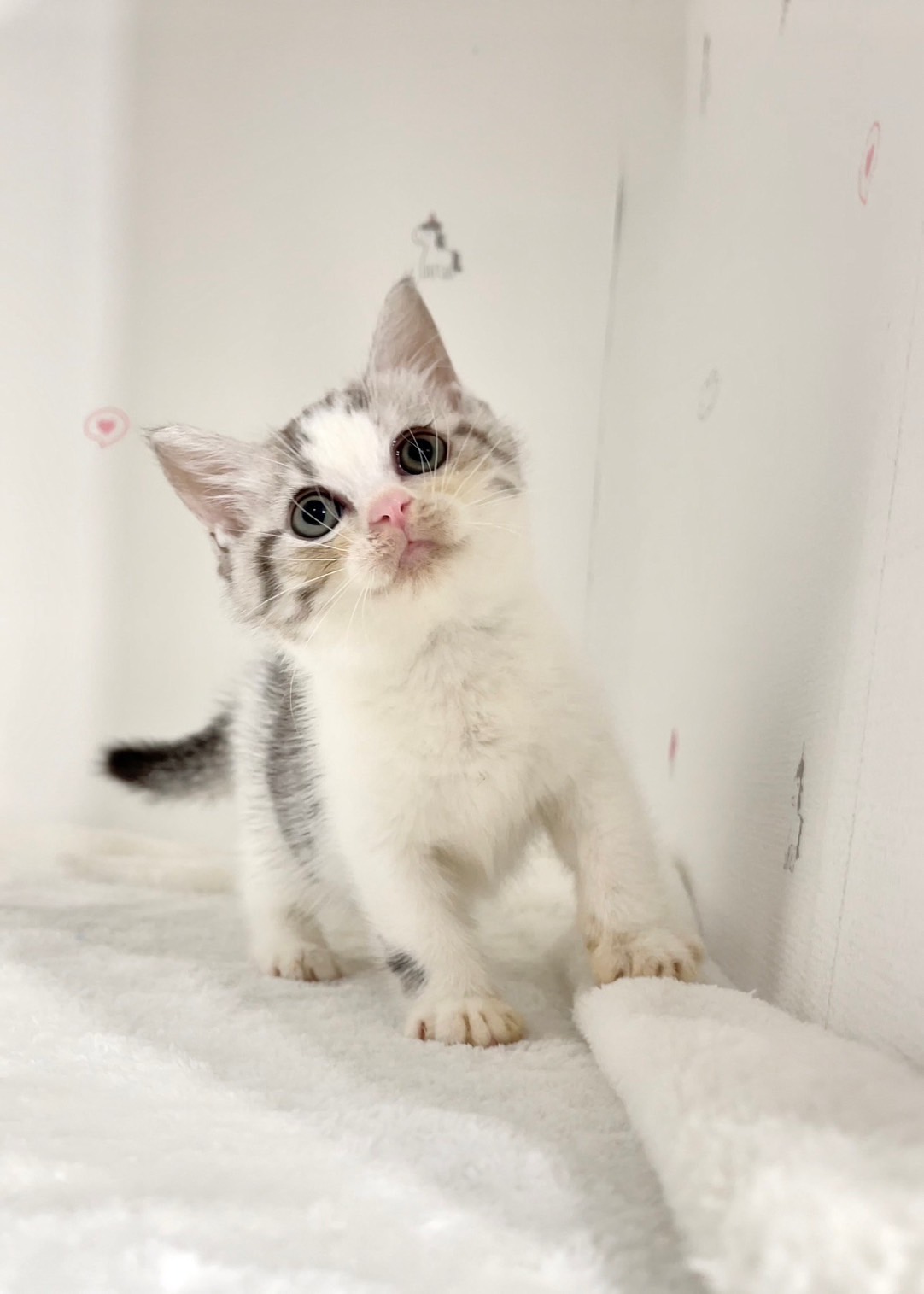 貓咪總動員館／加白美國短毛貓