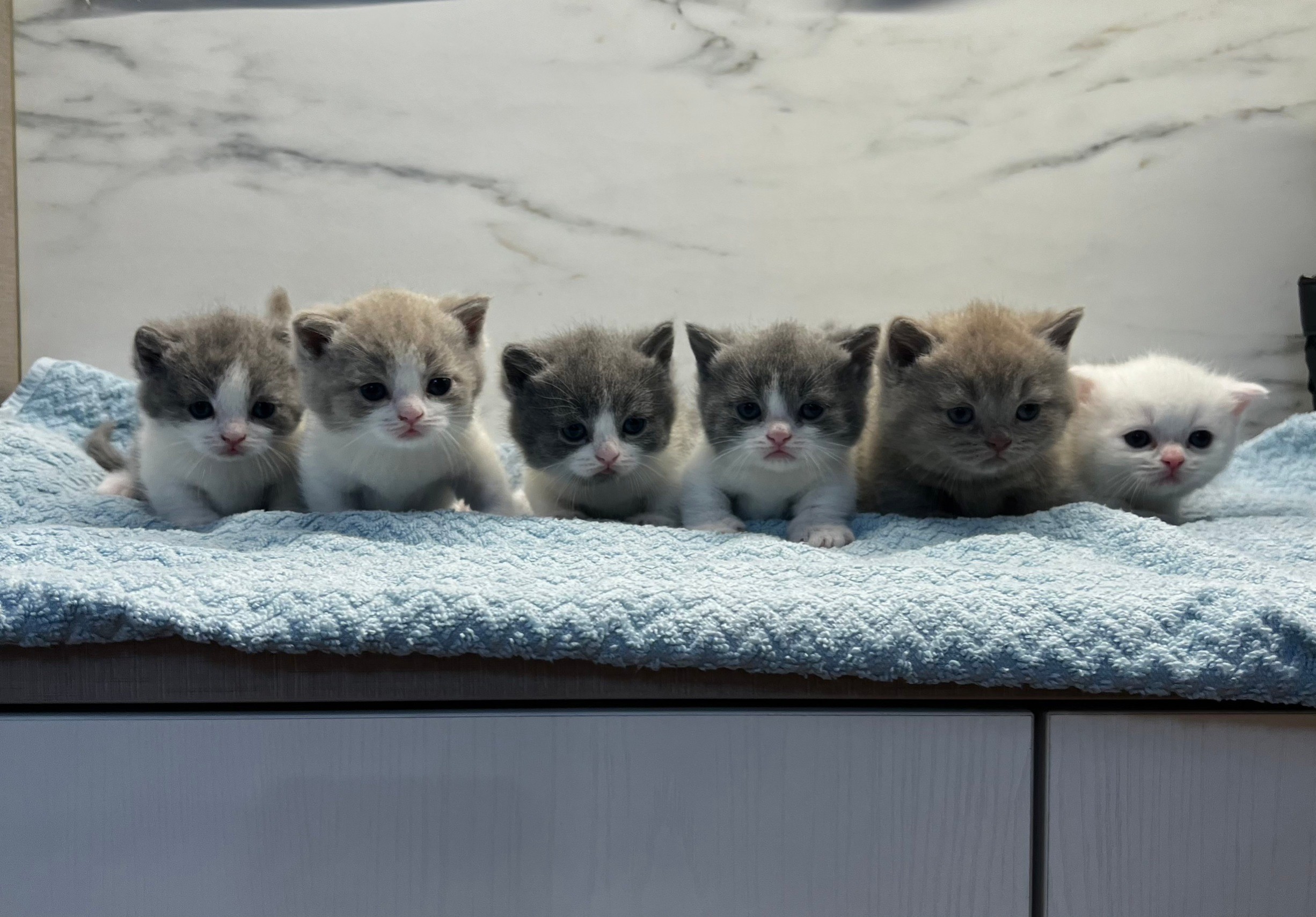 野獸派貓舍／紫丁香&藍白賓士曼赤肯